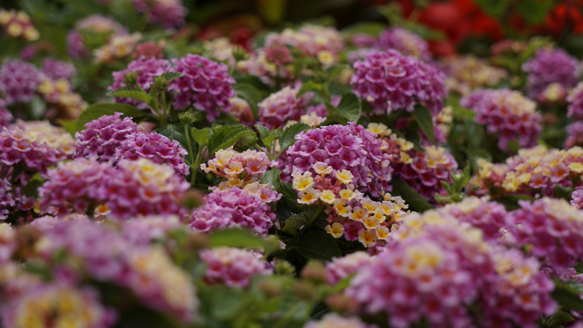 Розовый цветы Лантана на клумбе 