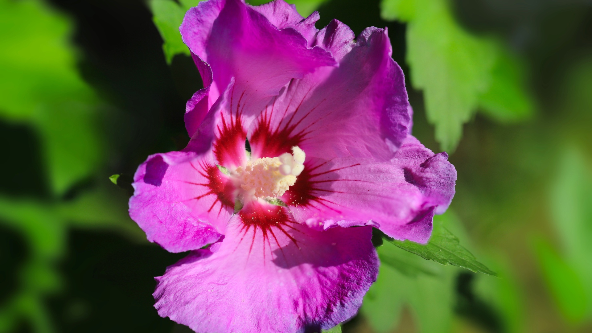 Розовый цветок лаватера с зелеными листьями крупным планом