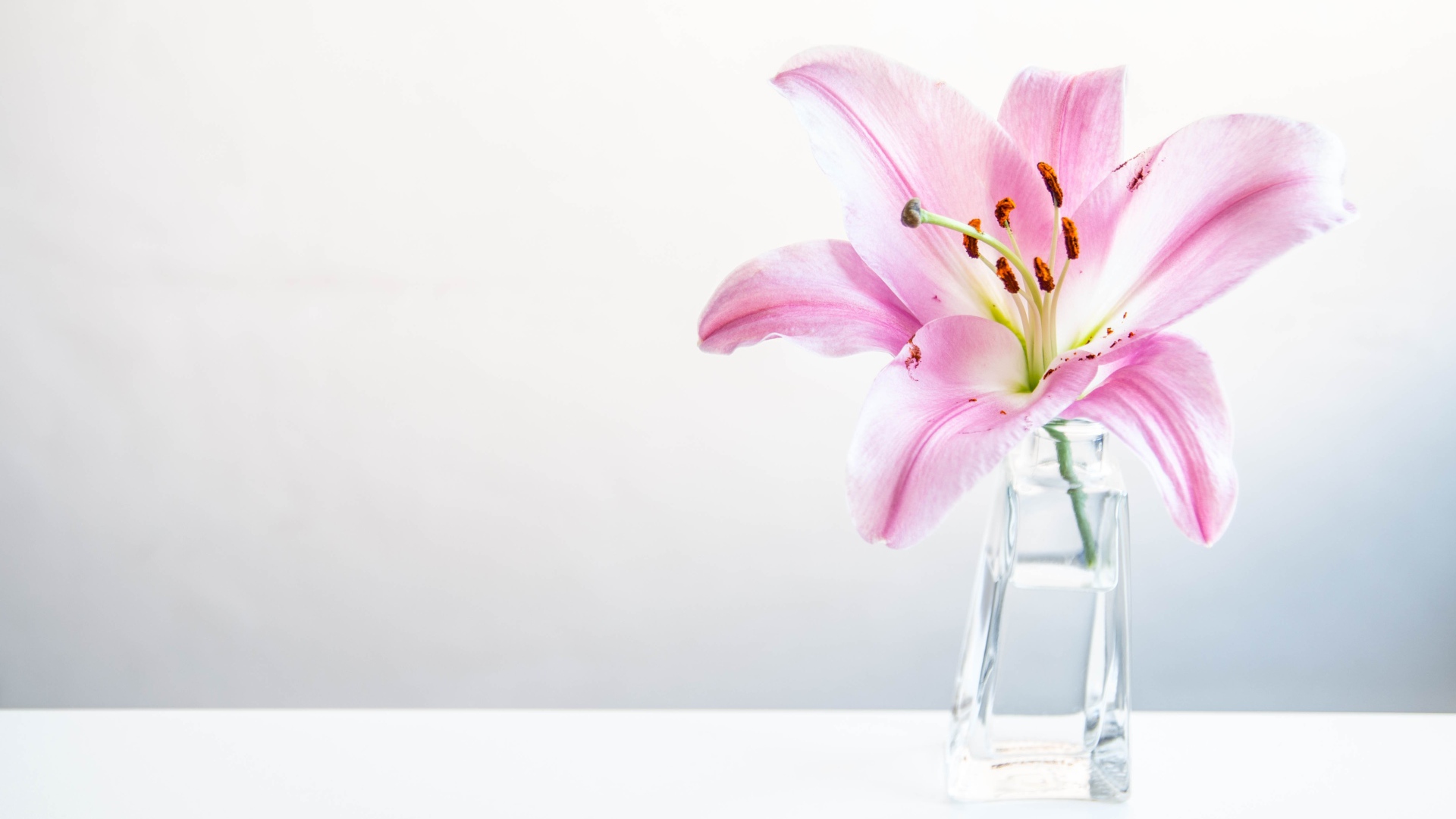 Розовый цветок лилии в вазе на сером фоне