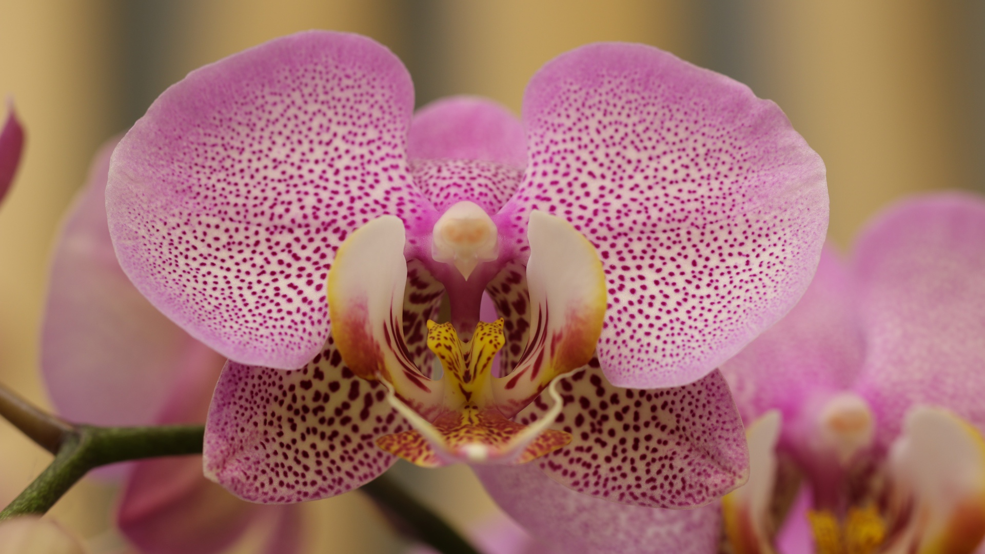 Розовый пятнистый цветок орхидеи крупным планом 