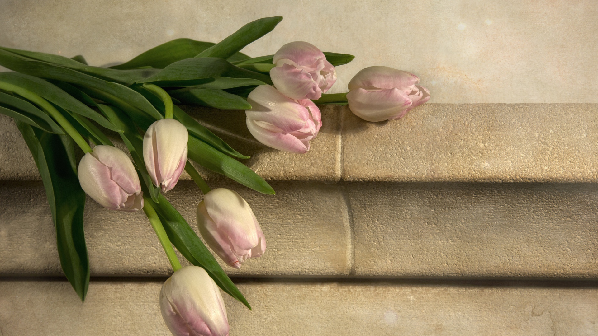 Розовые тюльпаны лежит у стены