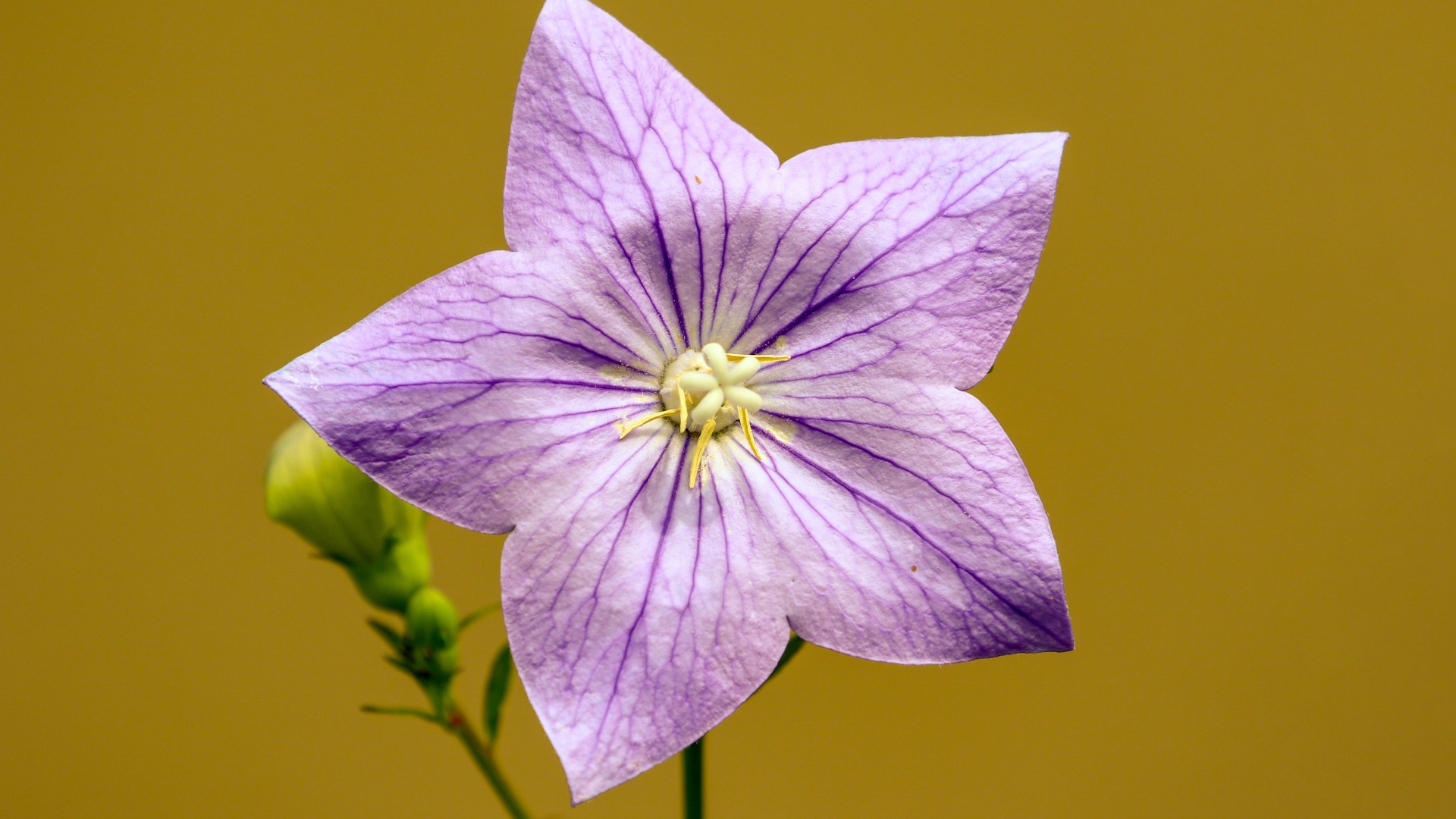 Фиолетовый цветок колокольчика на желтом фоне 