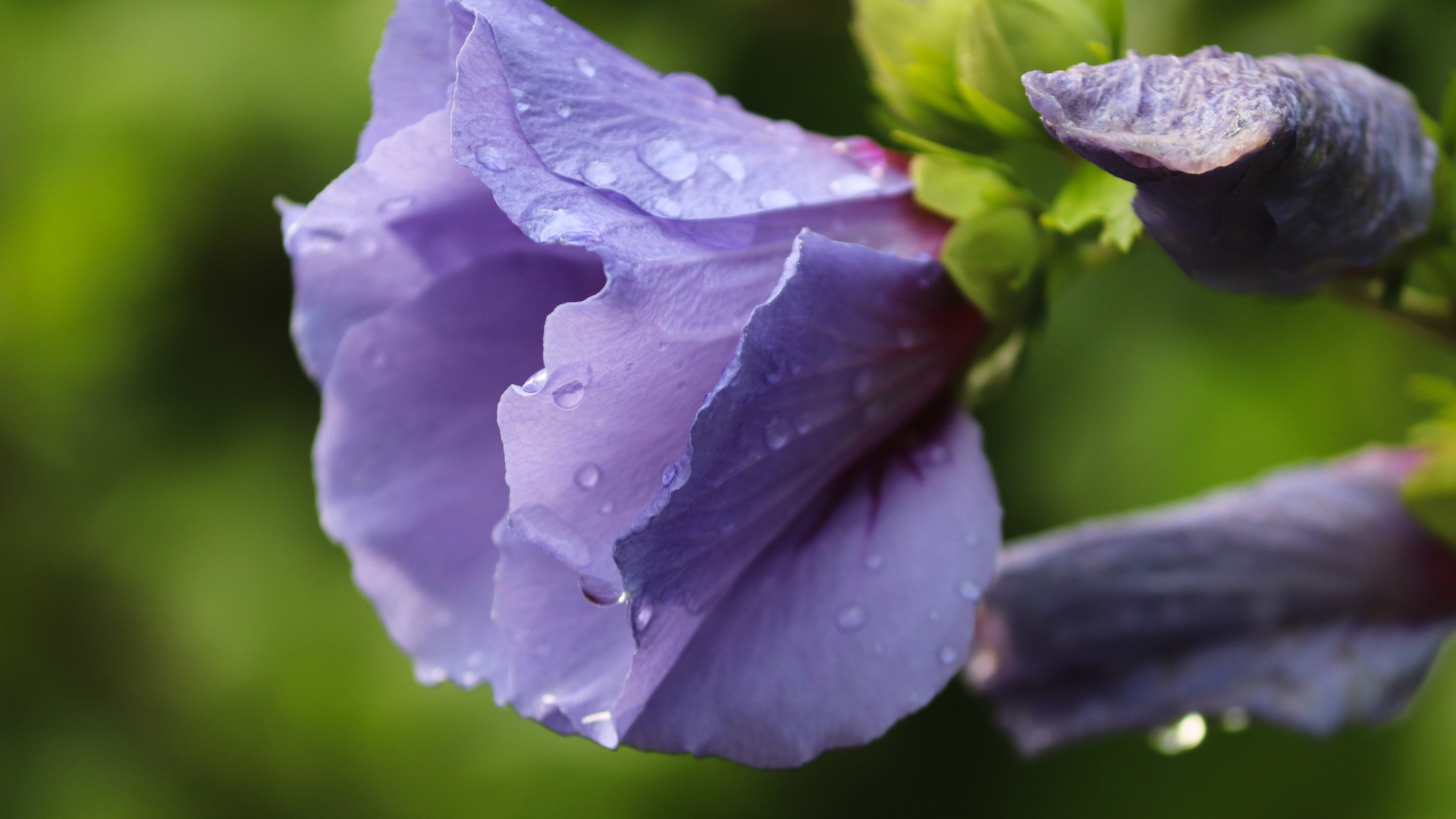 Фиолетовые цветы лаватера в каплях дождя