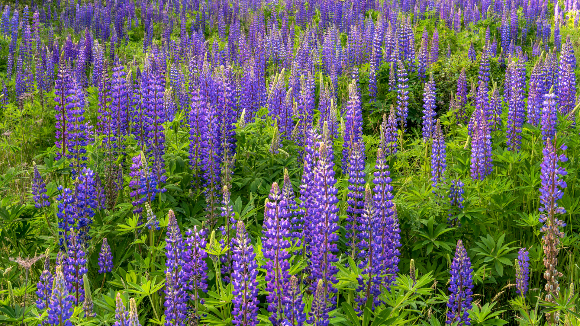 Фиолетовые цветы люпина с зелеными листьями на поле 