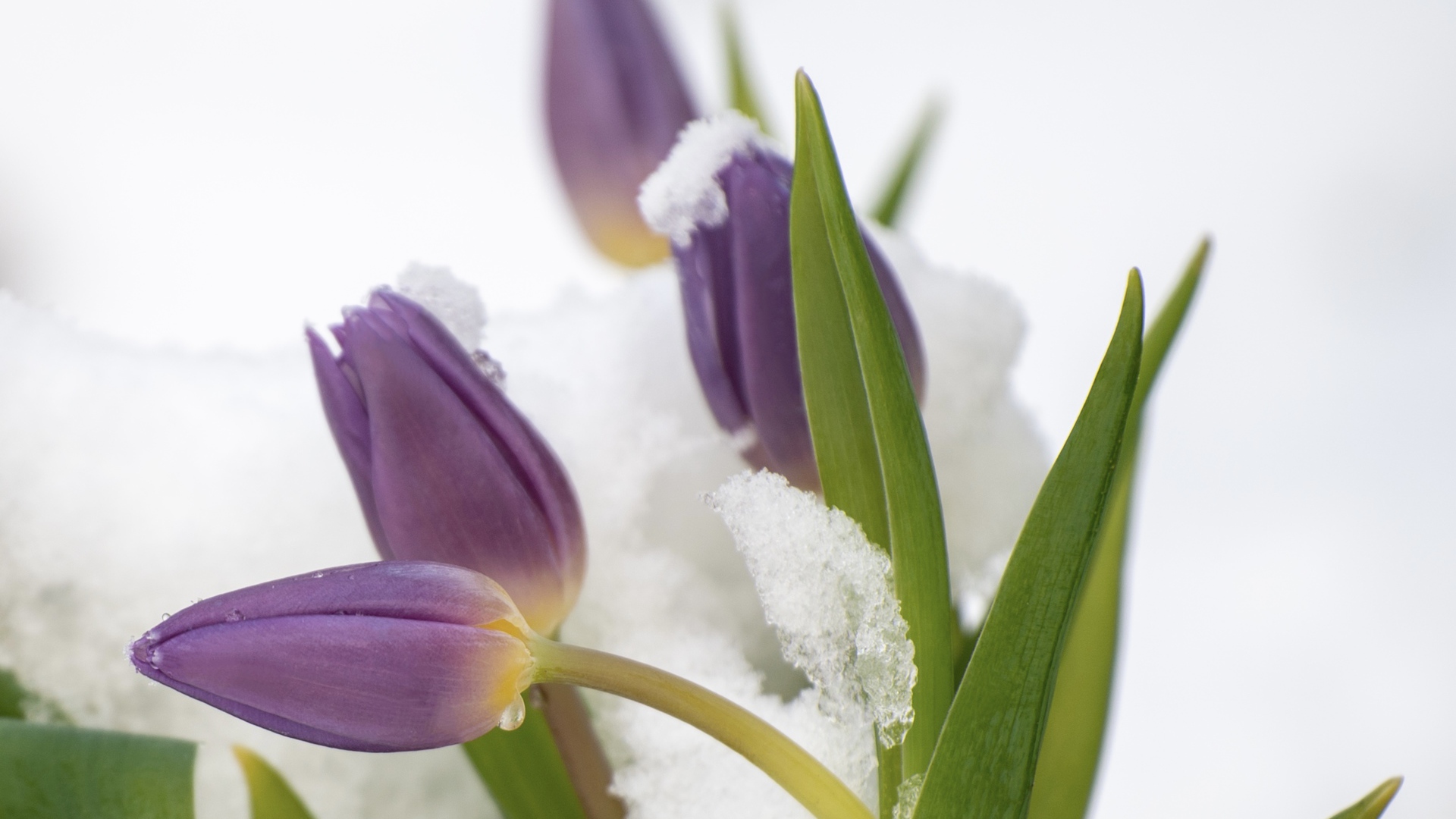 Фиолетовые тюльпаны в снегу