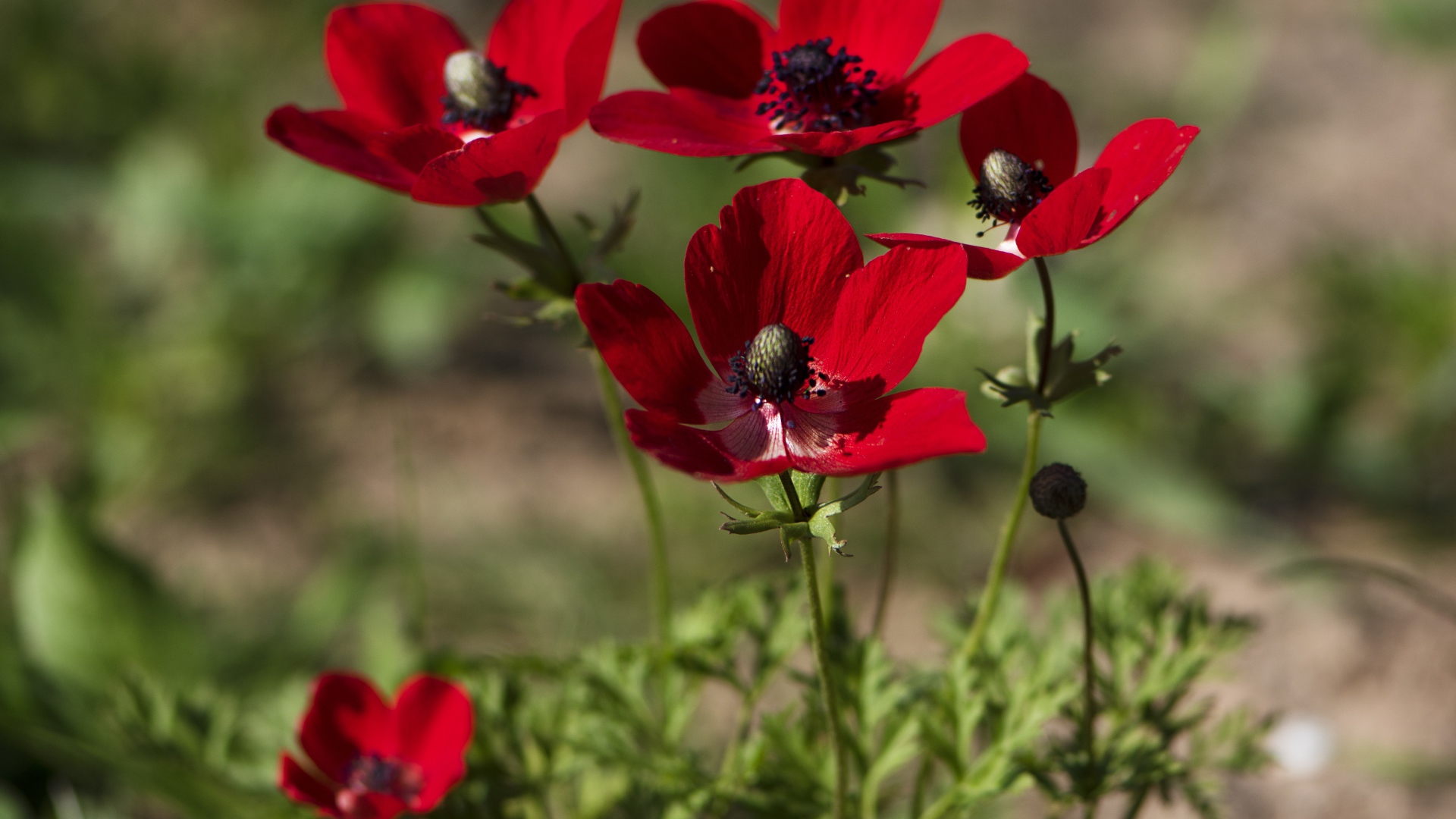 Красные цветы анемона на клумбе летом
