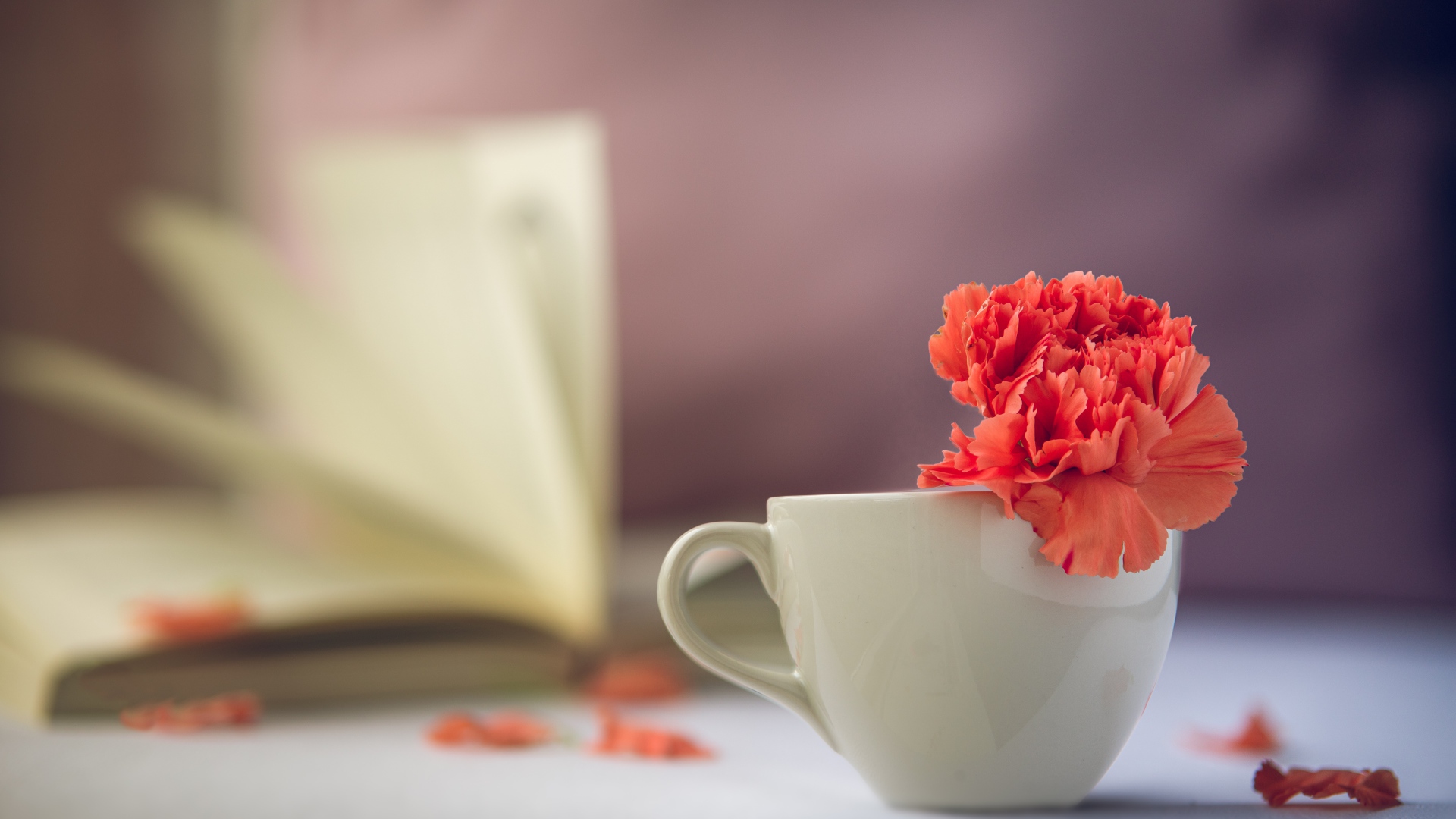 Красный цветок гвоздики в белой чашке 