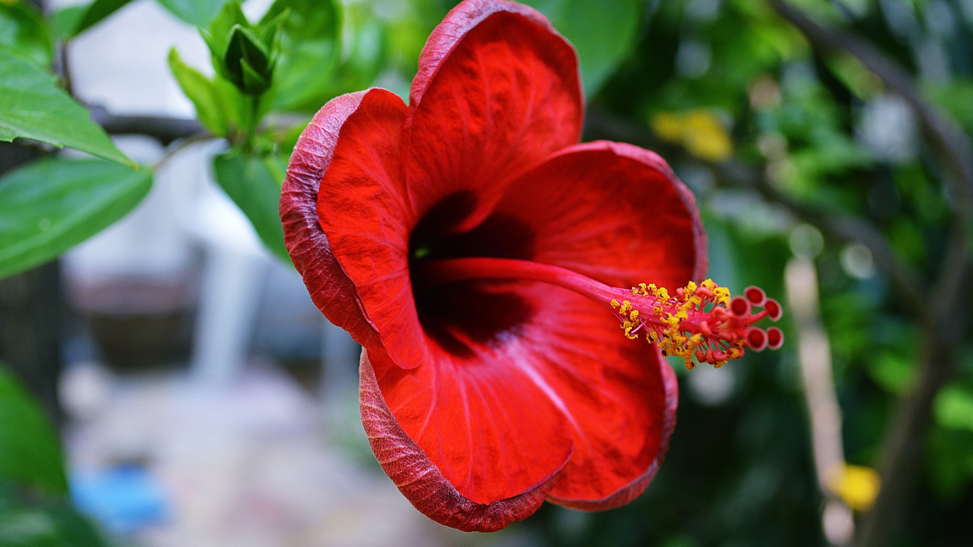 Красный цветок гибискуса крупным планом