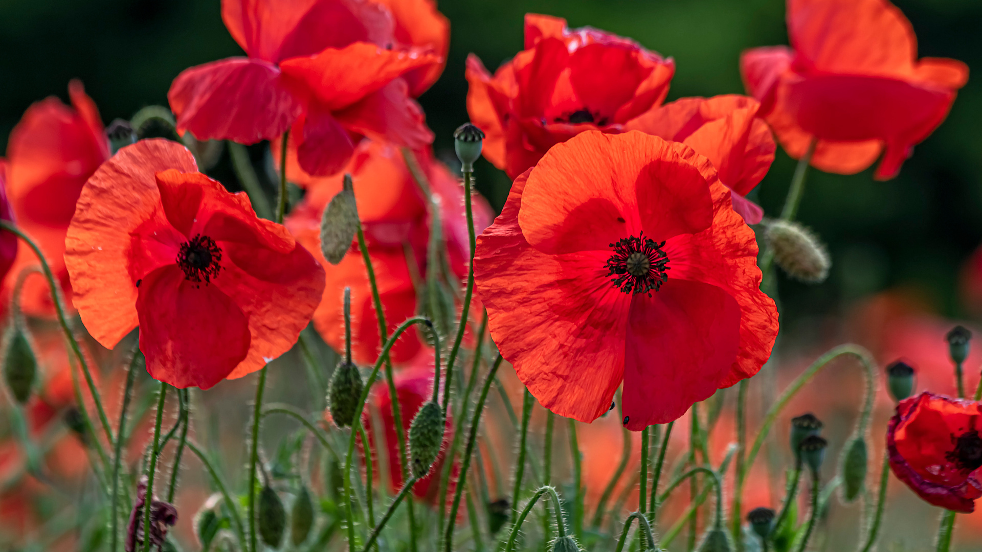 Красные цветы мака с бутонами на поле 