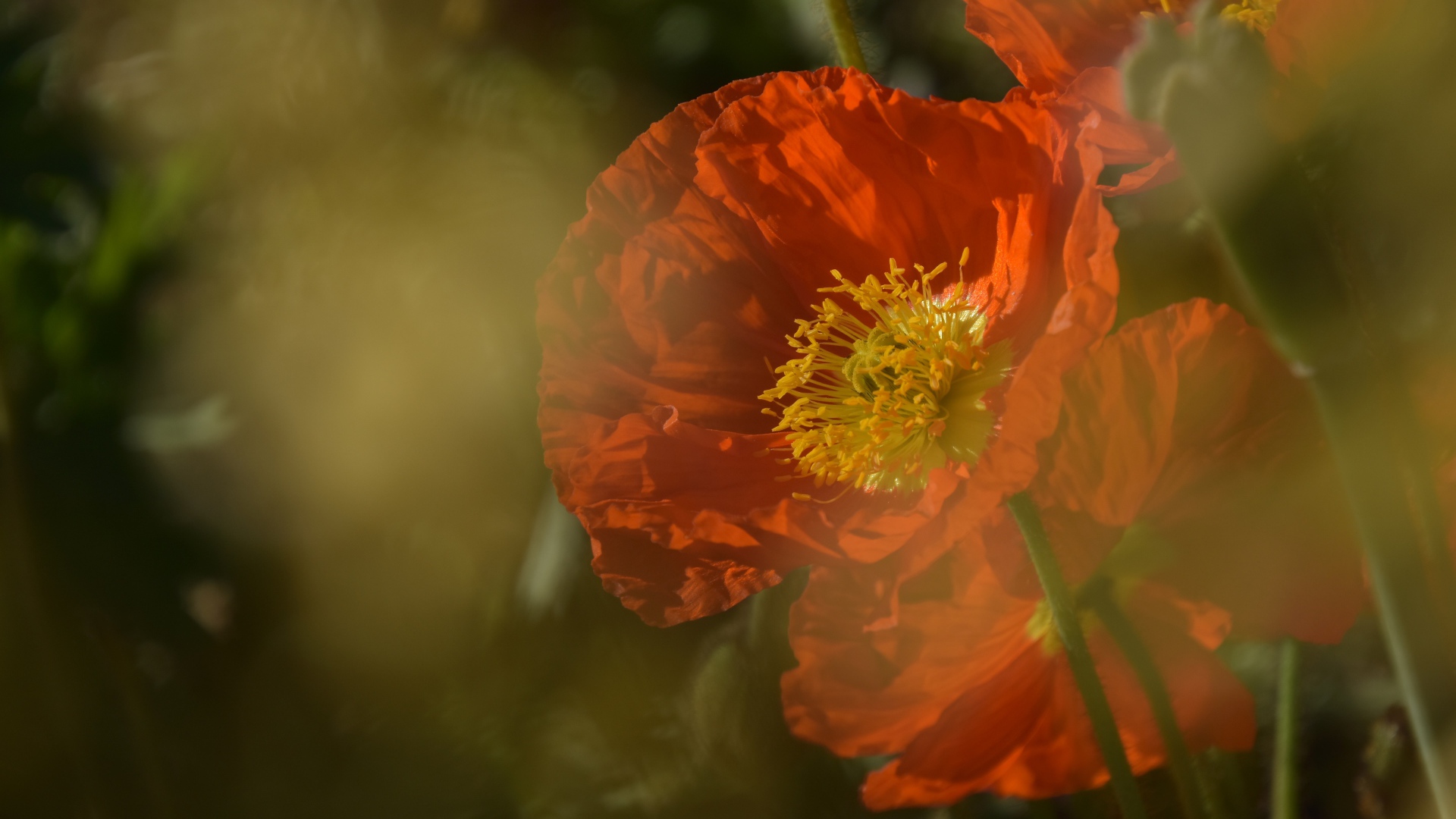 Красный мак в тумане на клумбе 