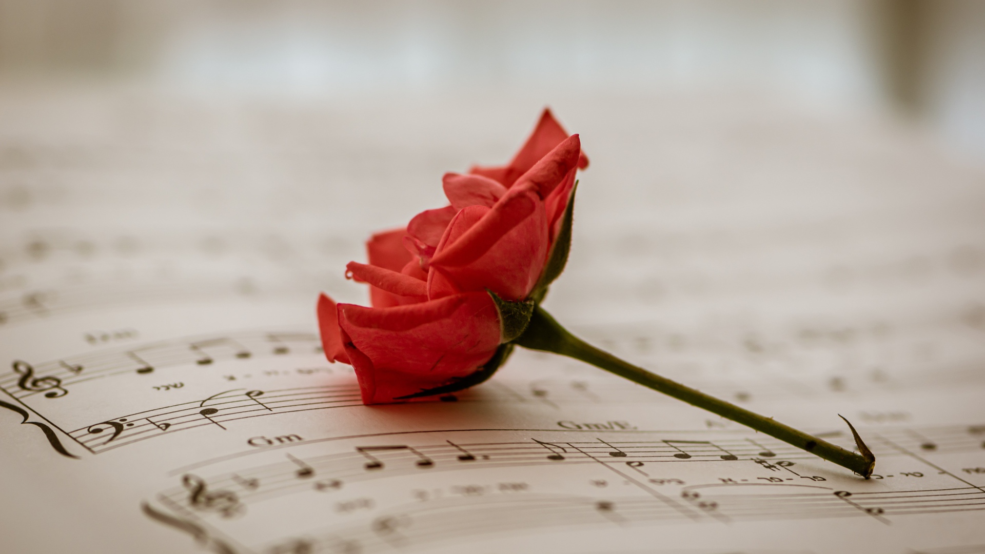 Красная роза на нотной тетради 