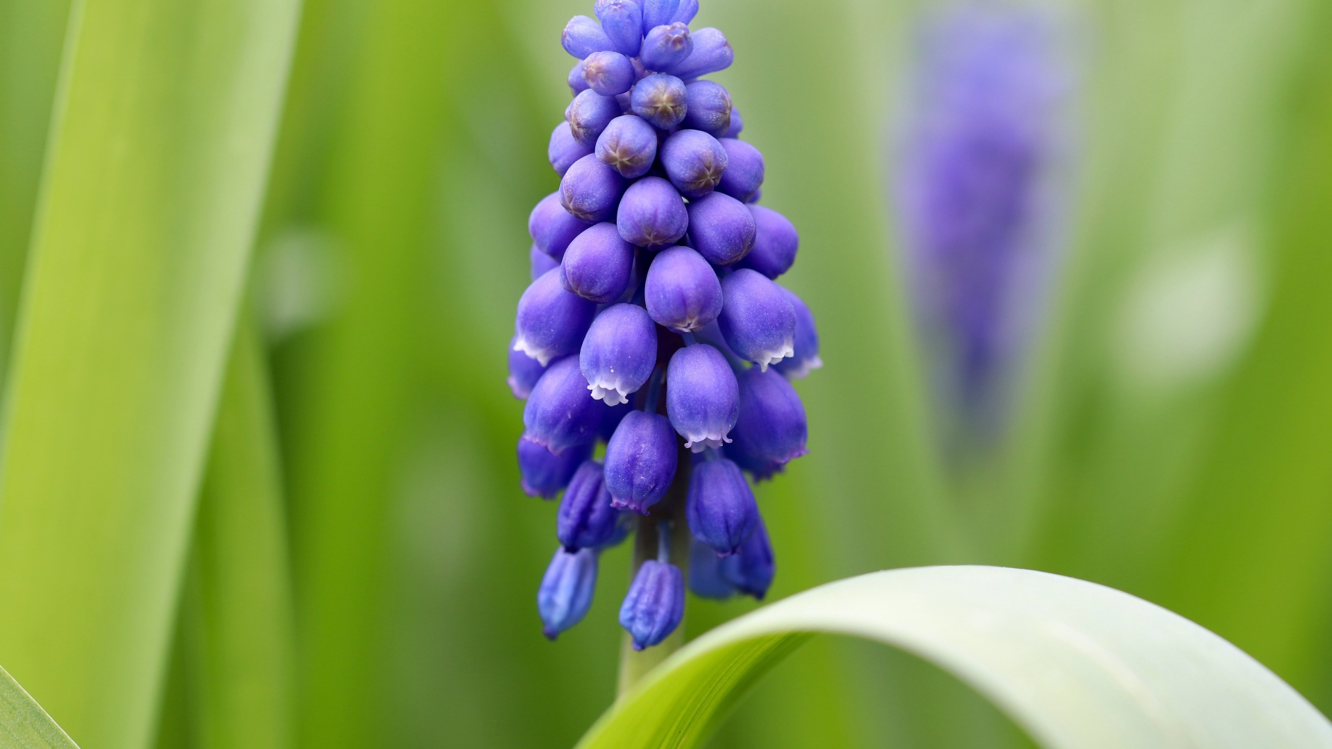 Маленький синий цветок мускарик с зелеными листьями