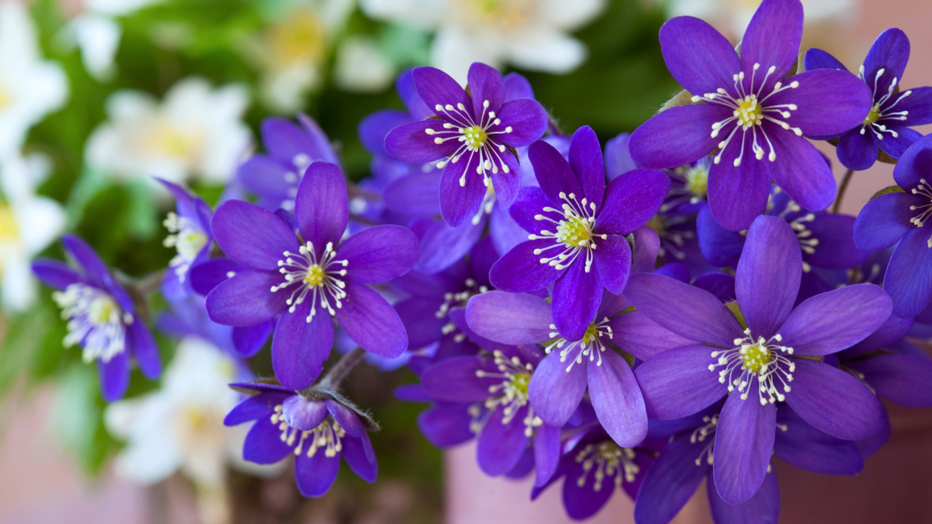 Мелкие фиолетовые цветы крупным планом 