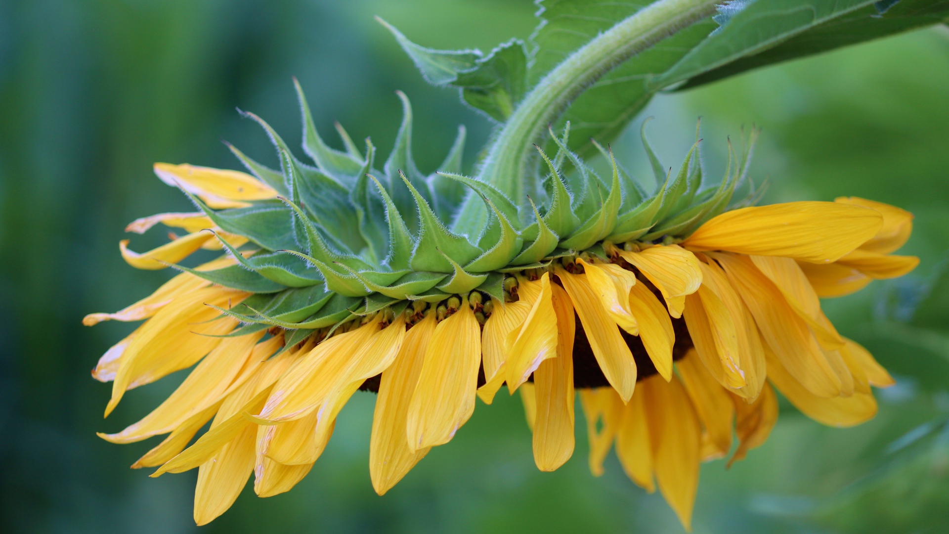 Подсолнух с желтыми лепестками опущен вниз 