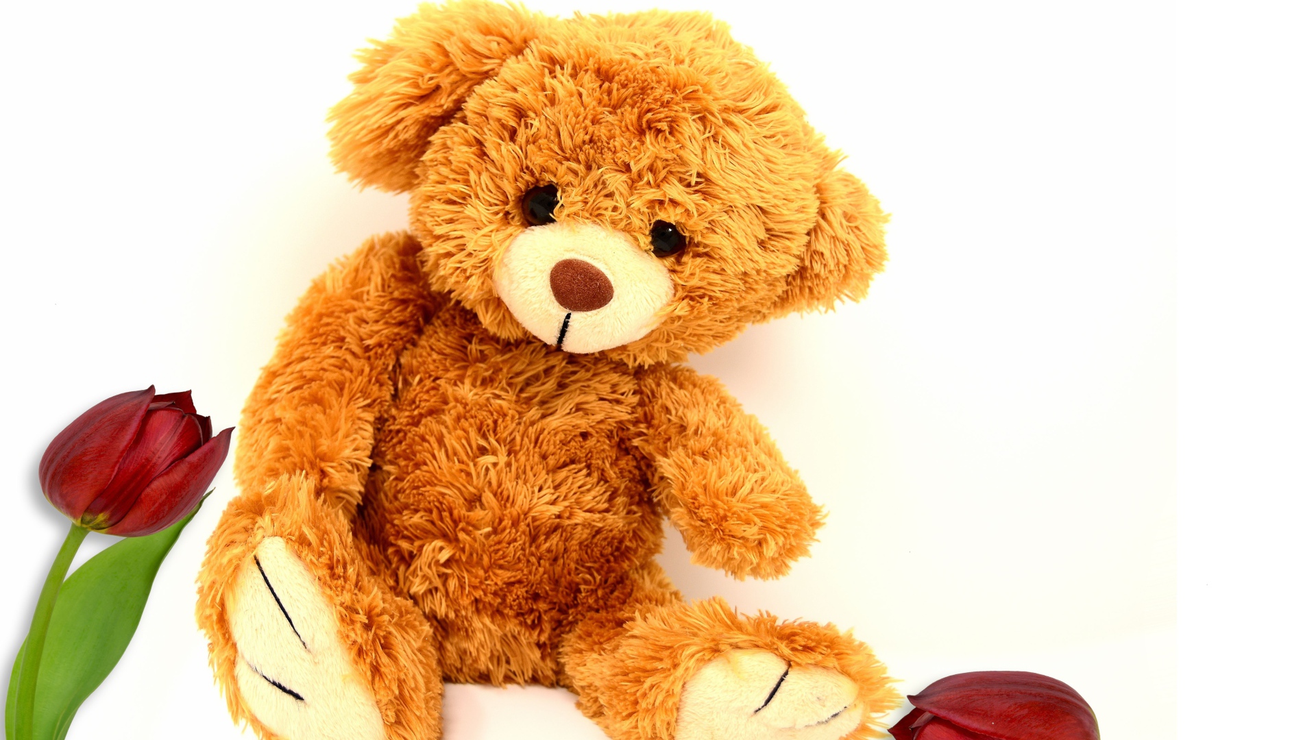Медвежонок Тедди  с тюльпанами на белом фоне