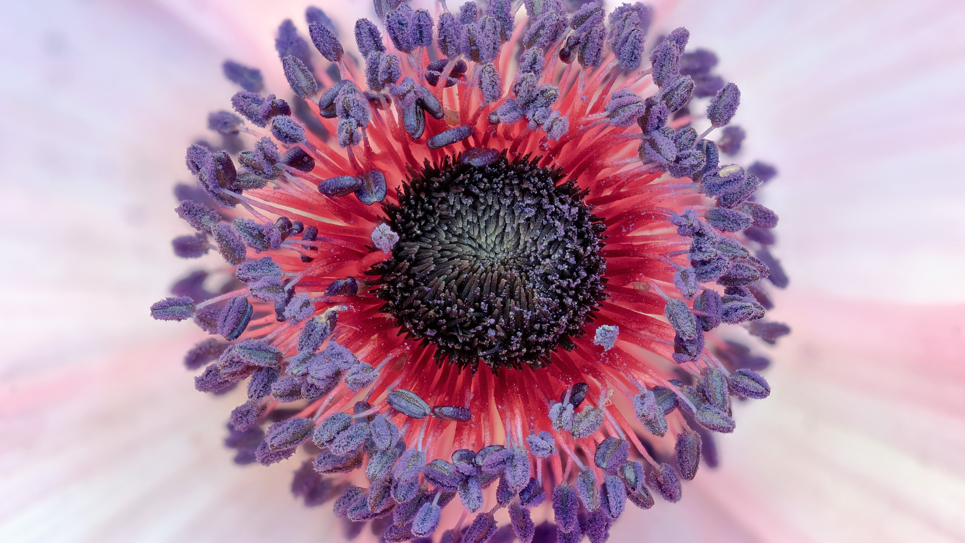 Середина цветка розовой анемоны 