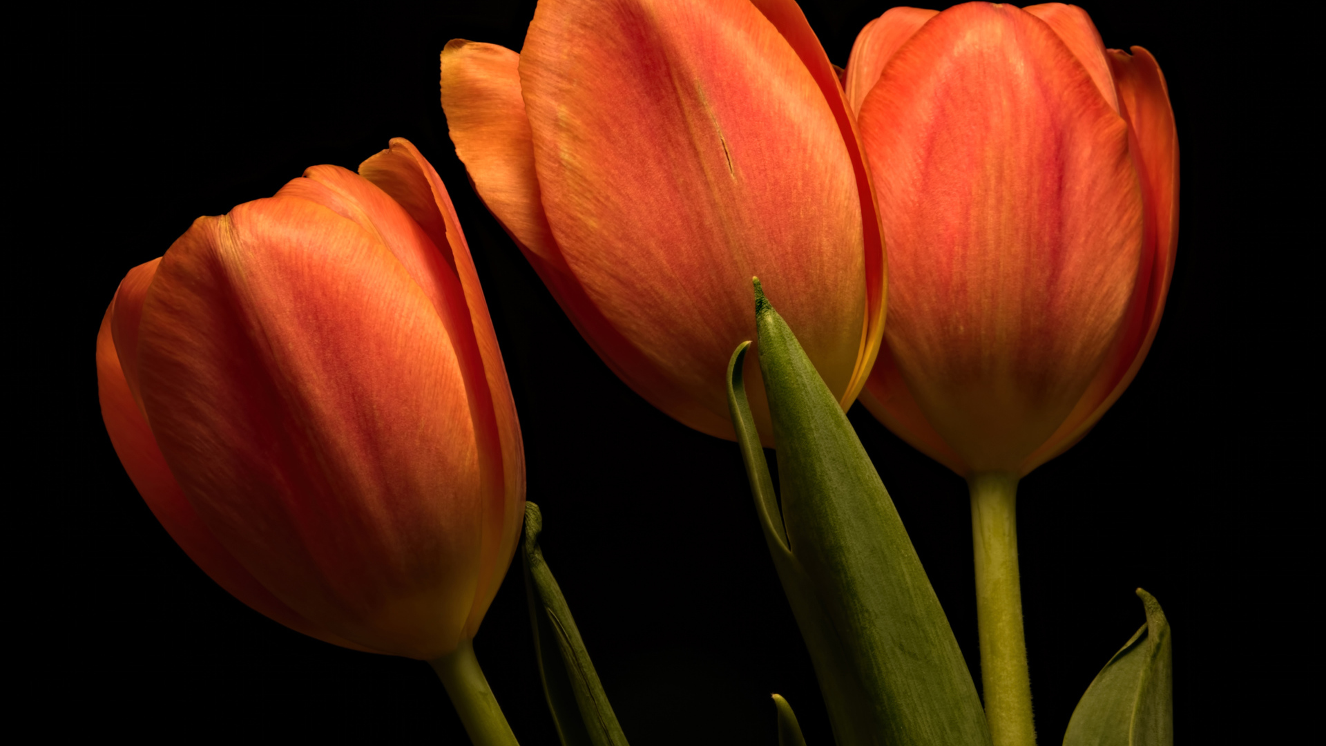 Три оранжевых тюльпана на черном фоне