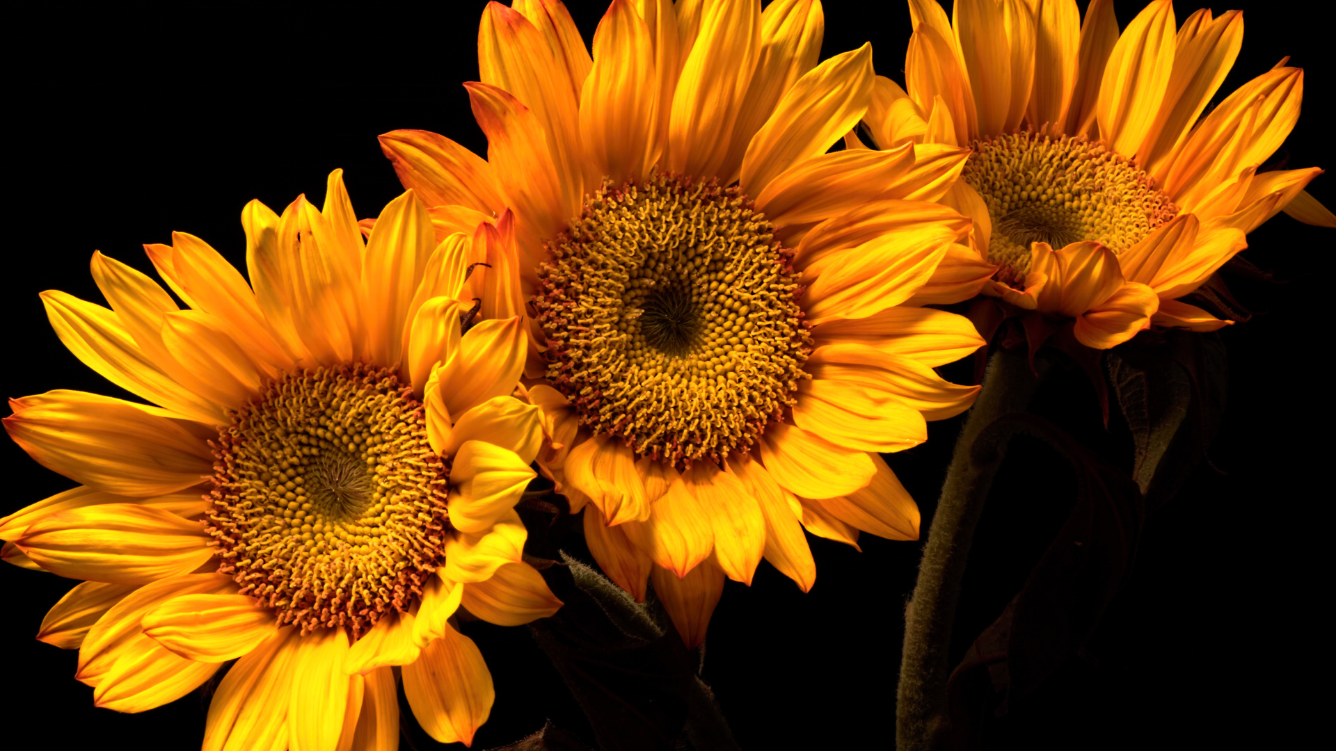 Три цветка подсолнуха на черном фоне
