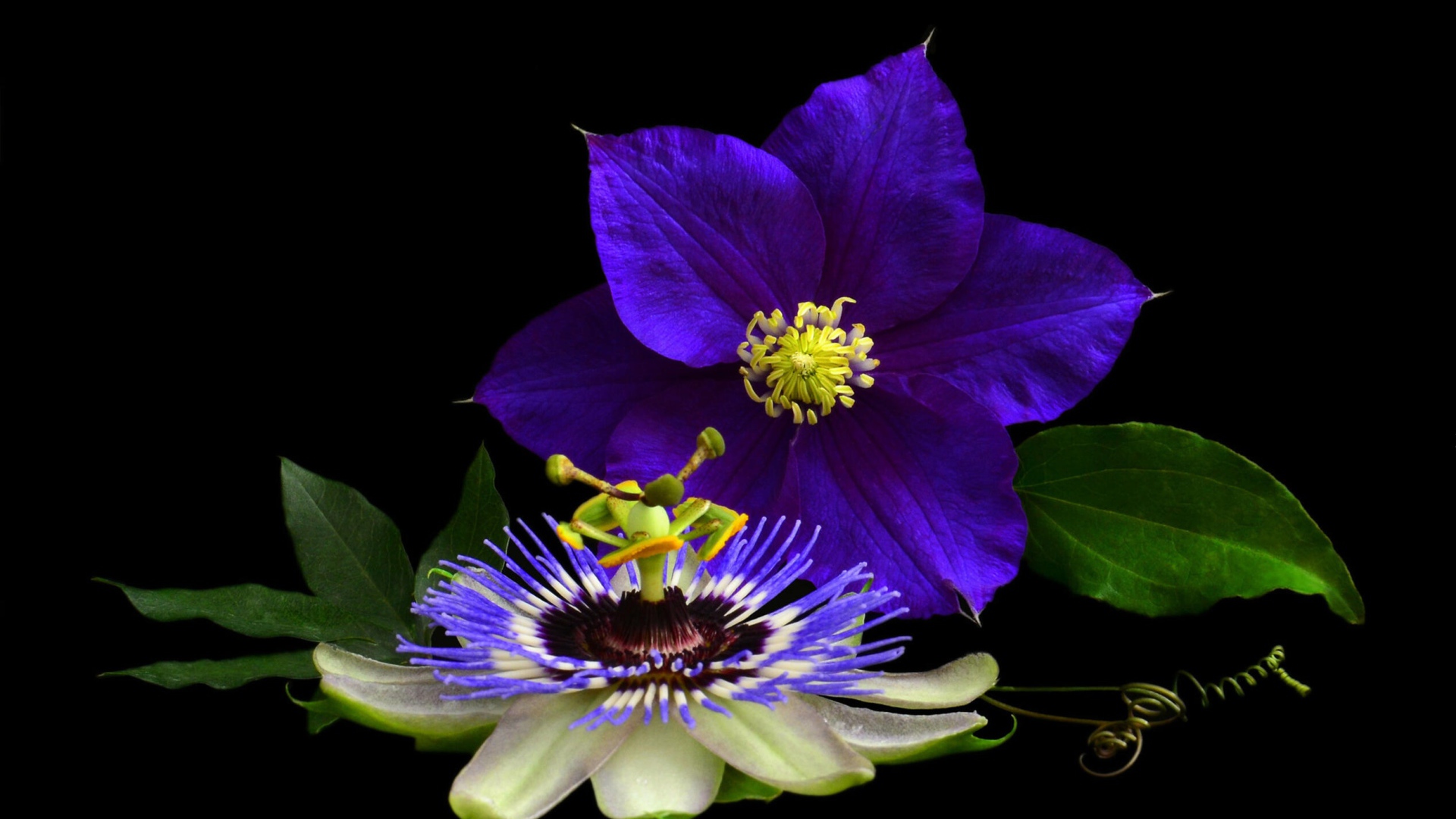 Два красивых цветка клематиса на черном фоне