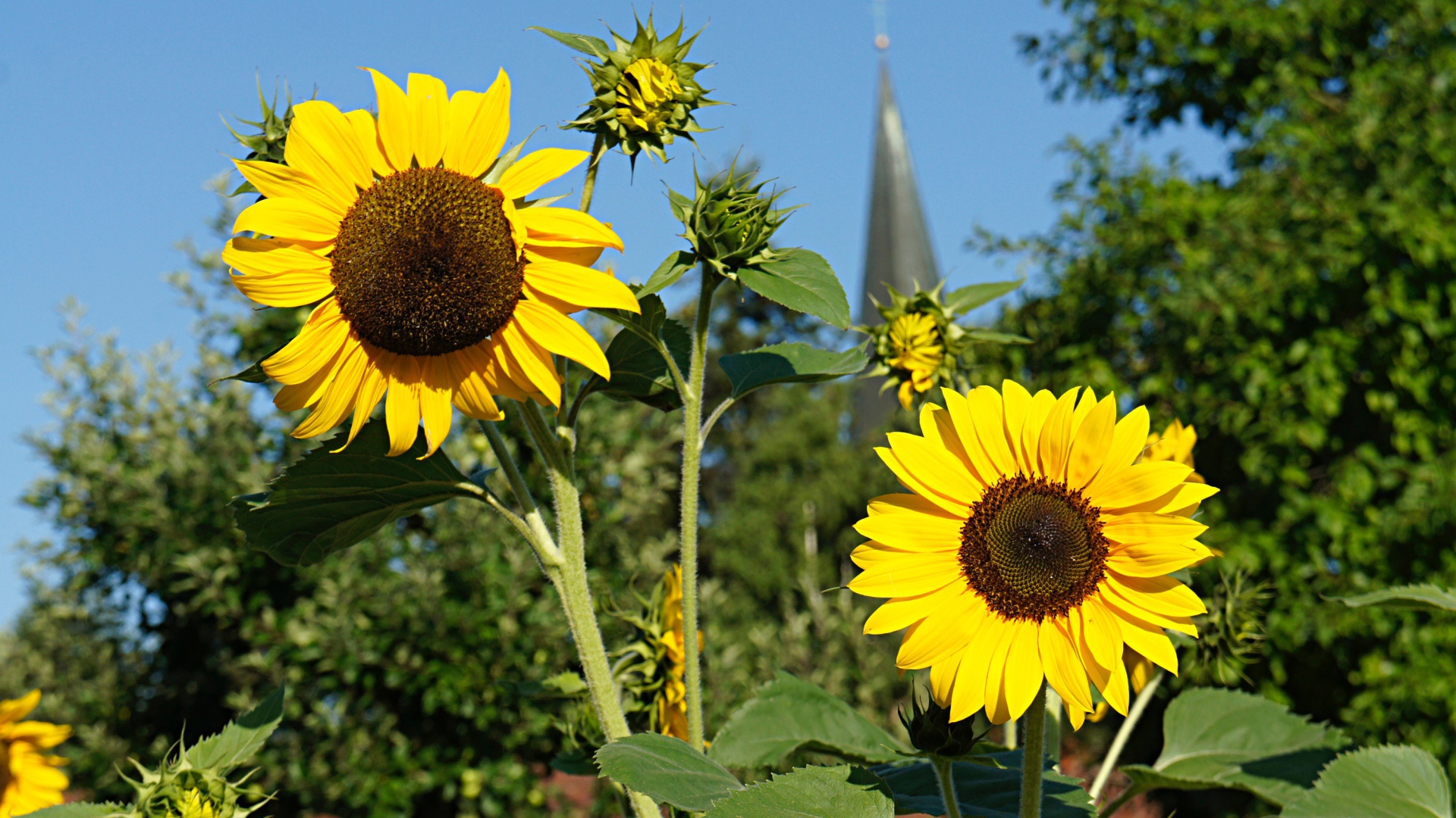 Два распустившихся цветка подсолнуха с бутонами