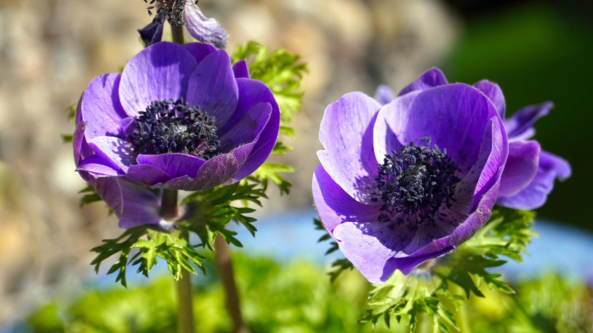 Два сиреневых цветка анемоны на клумбе