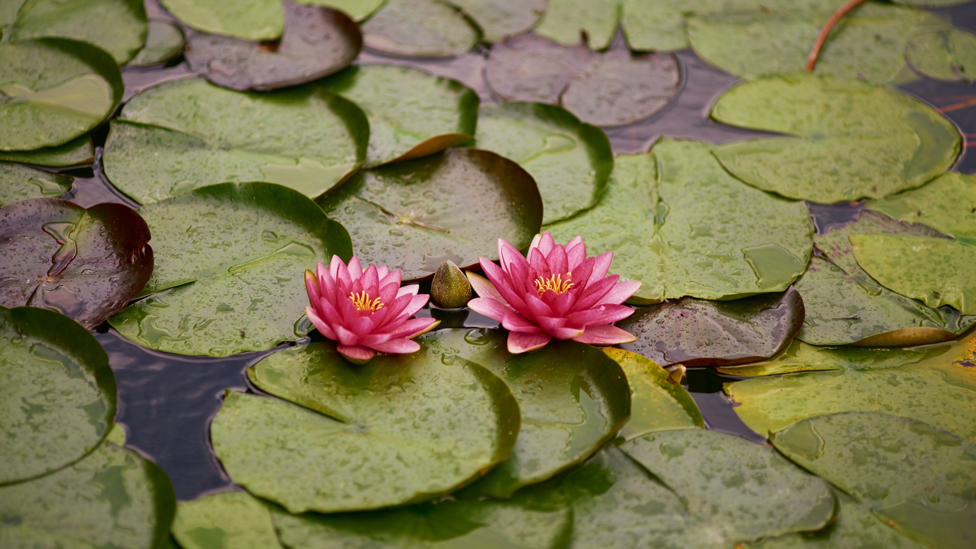 Две розовые водяные лилии с бутонами и зелеными листьями в пруду 