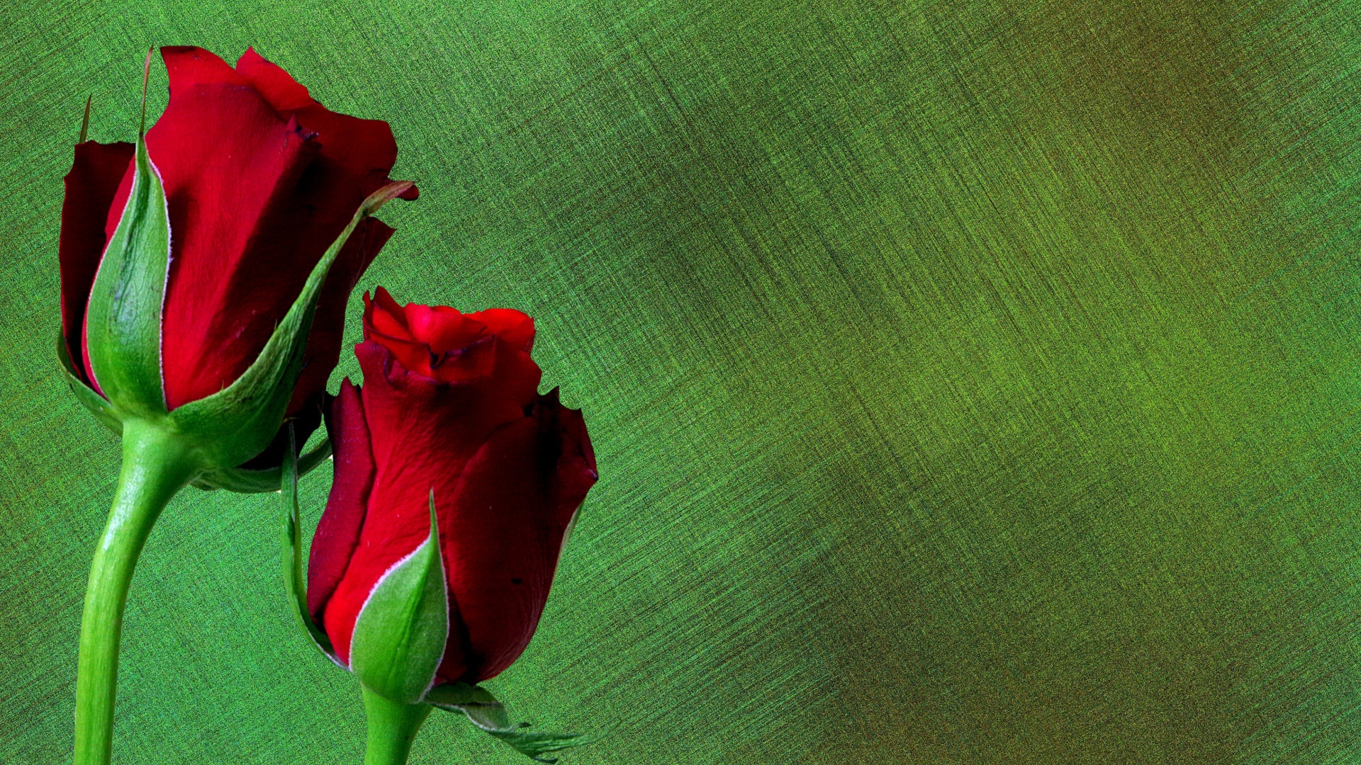 Две красные английские розы на зеленом фоне