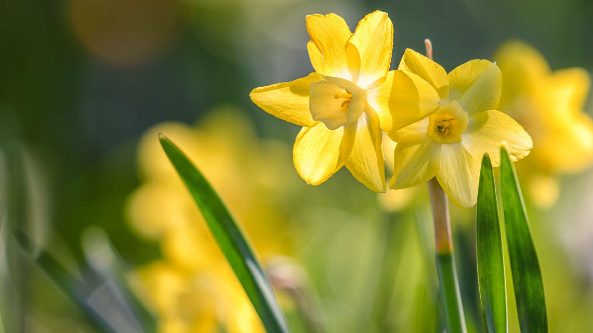 Два нежных весенних нарцисса на клумбе