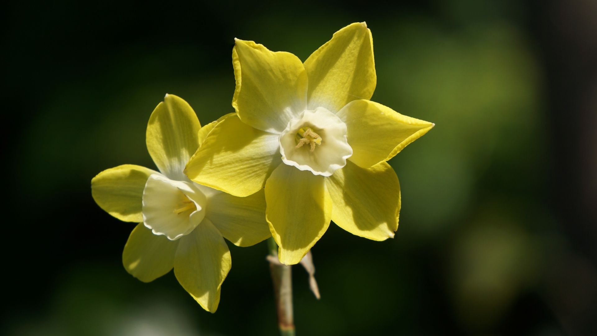 Два желтых цветка нарцисса крупным планом