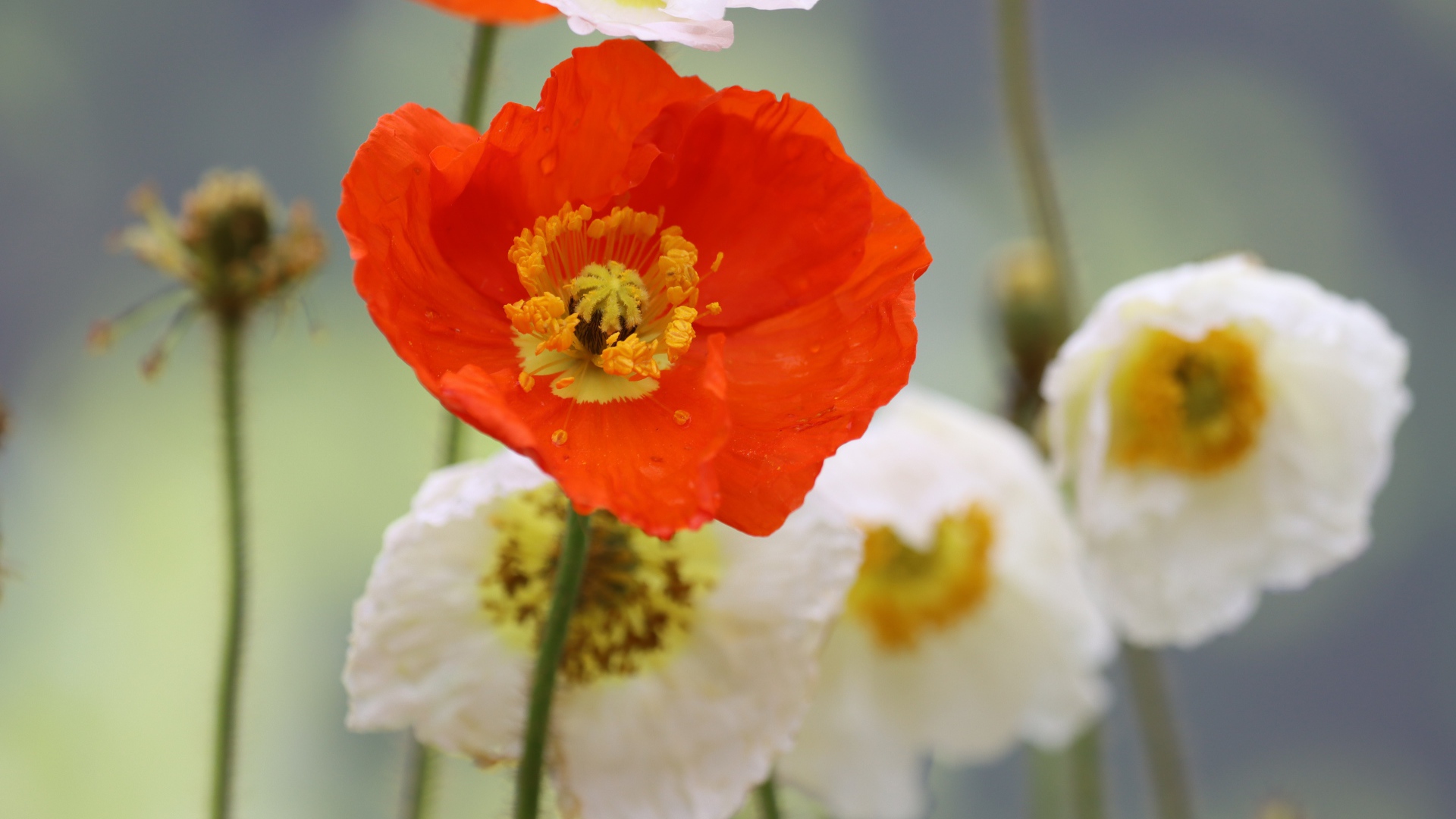 Белые и красные маки крупным планом