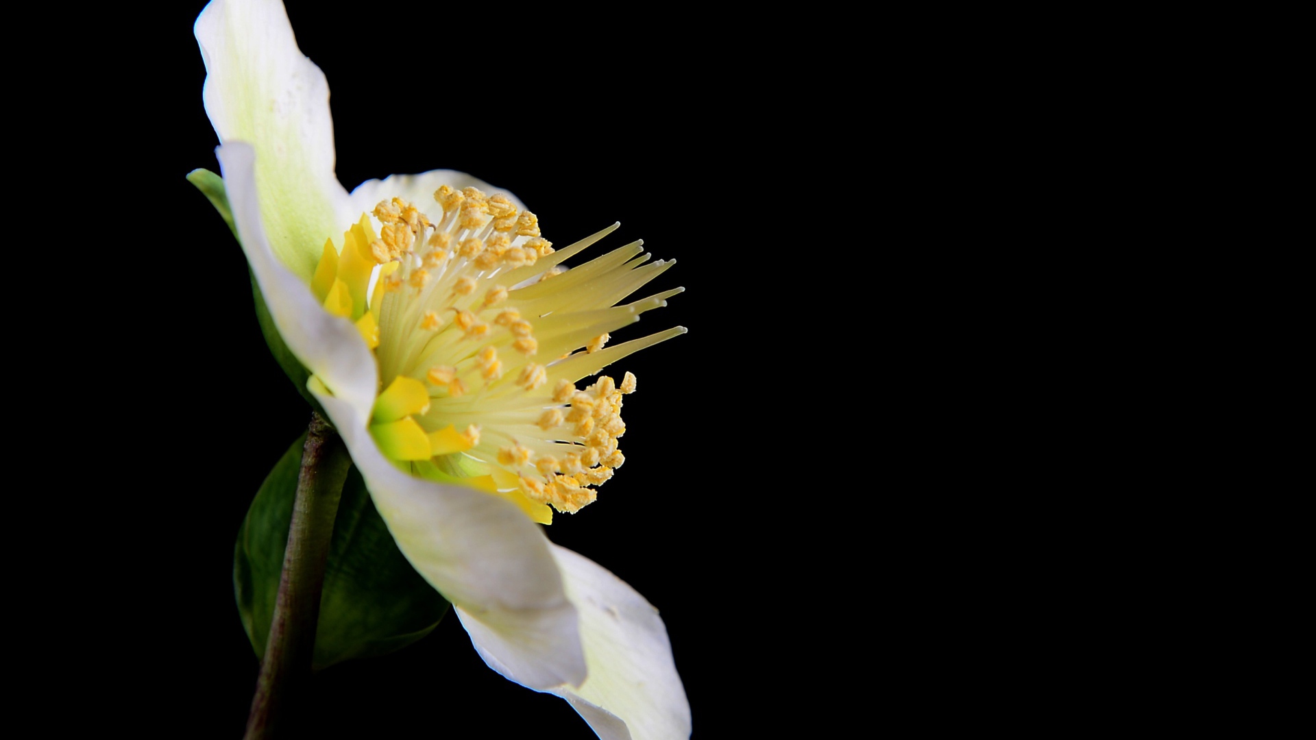 Белый цветок анемоны боком на черном фоне 