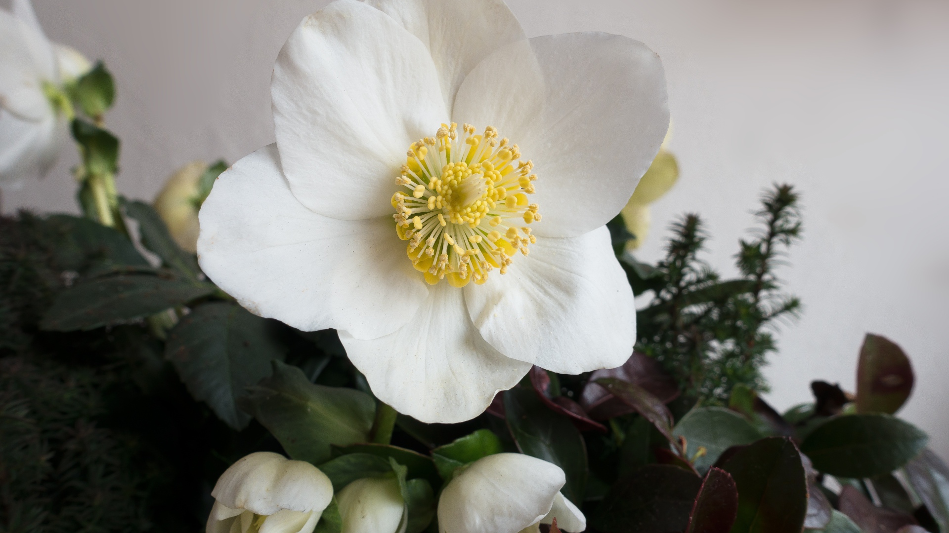 Белый цветок анемоны с бутонами