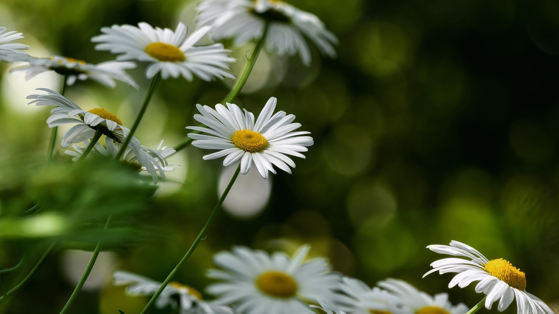 Белые цветы ромашки растут на клумбе 