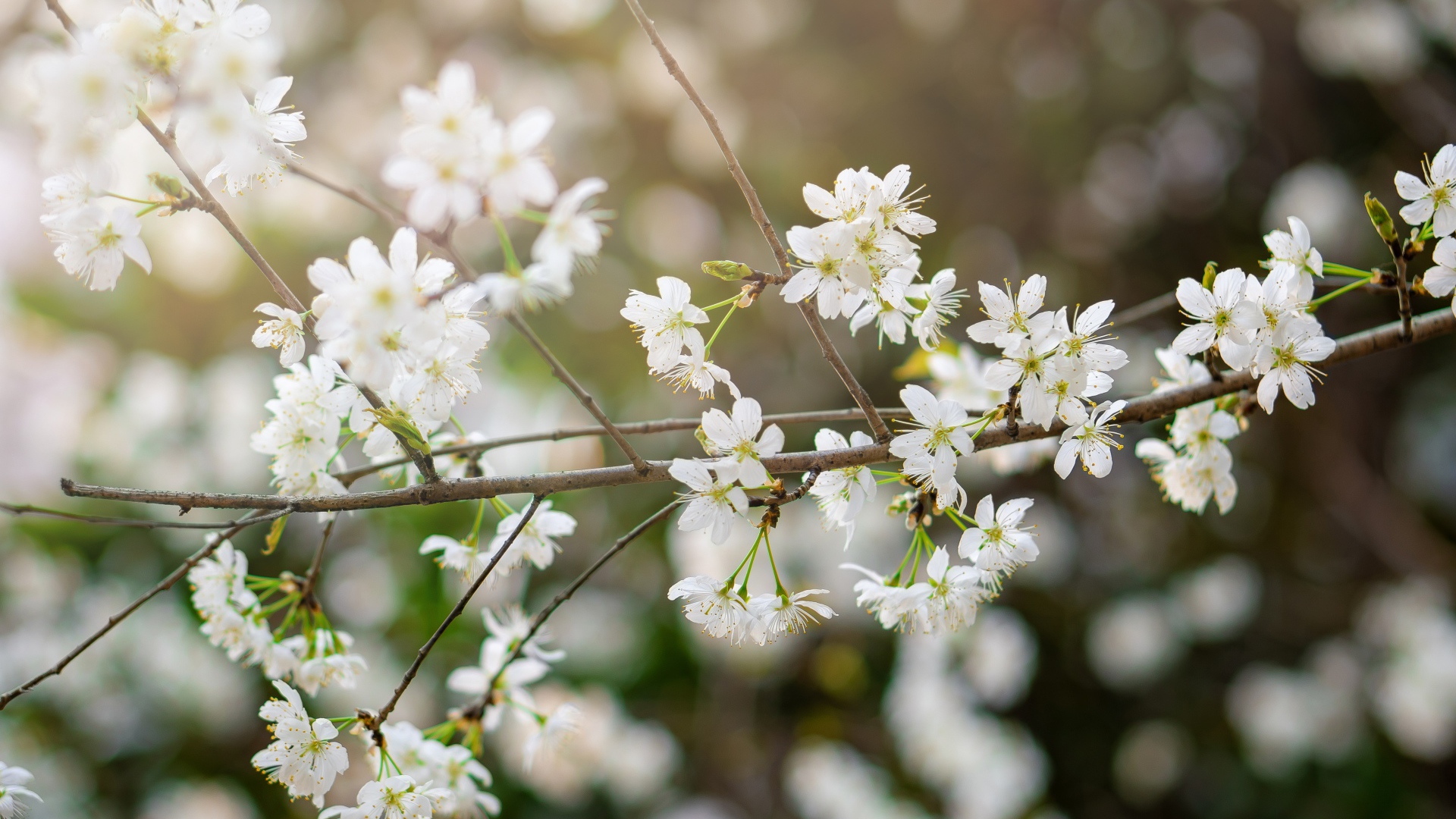 Белые цветы вишни на тонкой ветке
