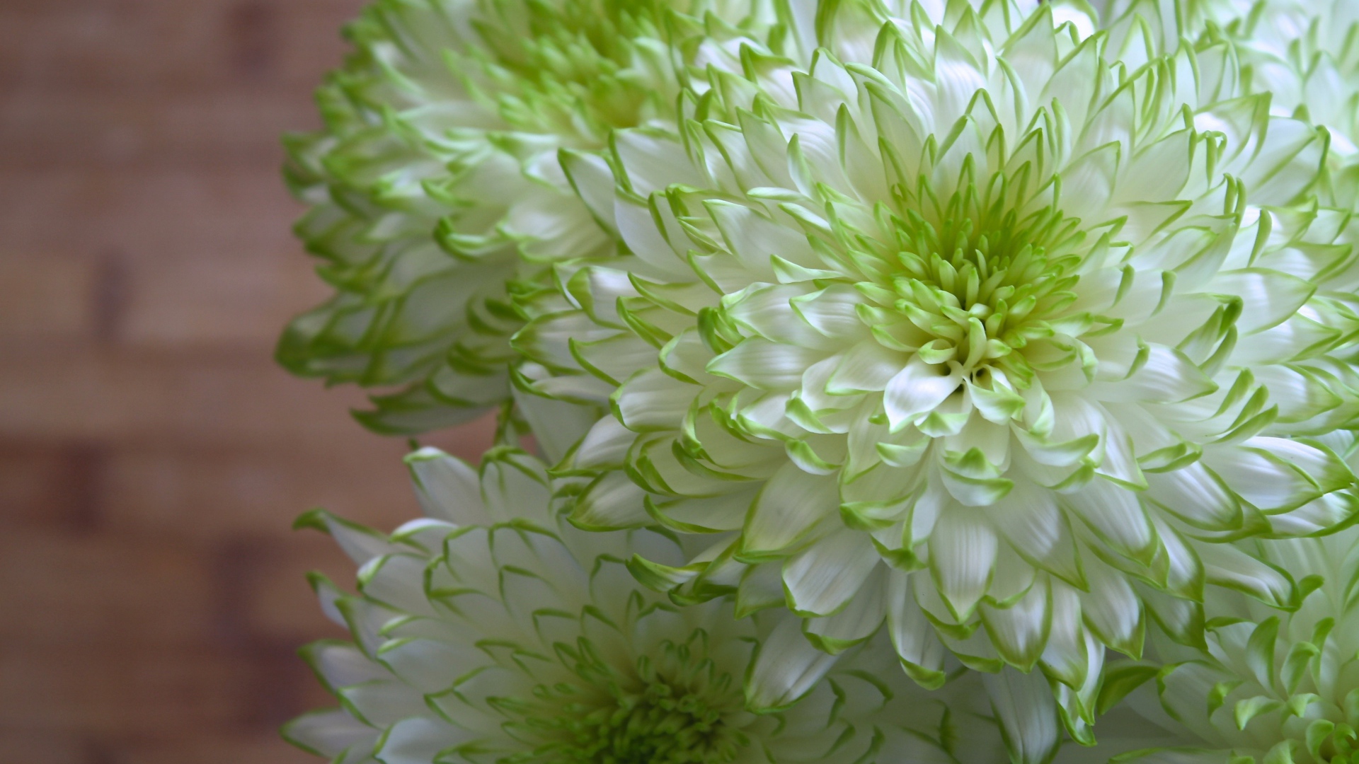 Белые хризантемы с зелеными краями на лепестках 