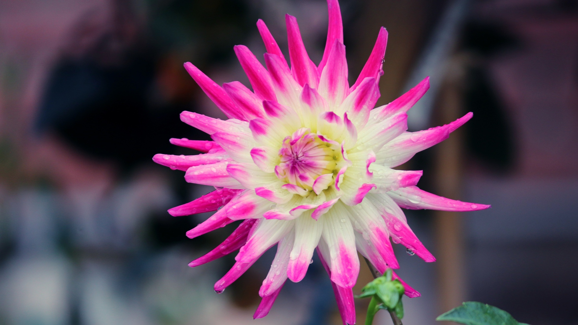 Белая георгина с розовыми лепестками