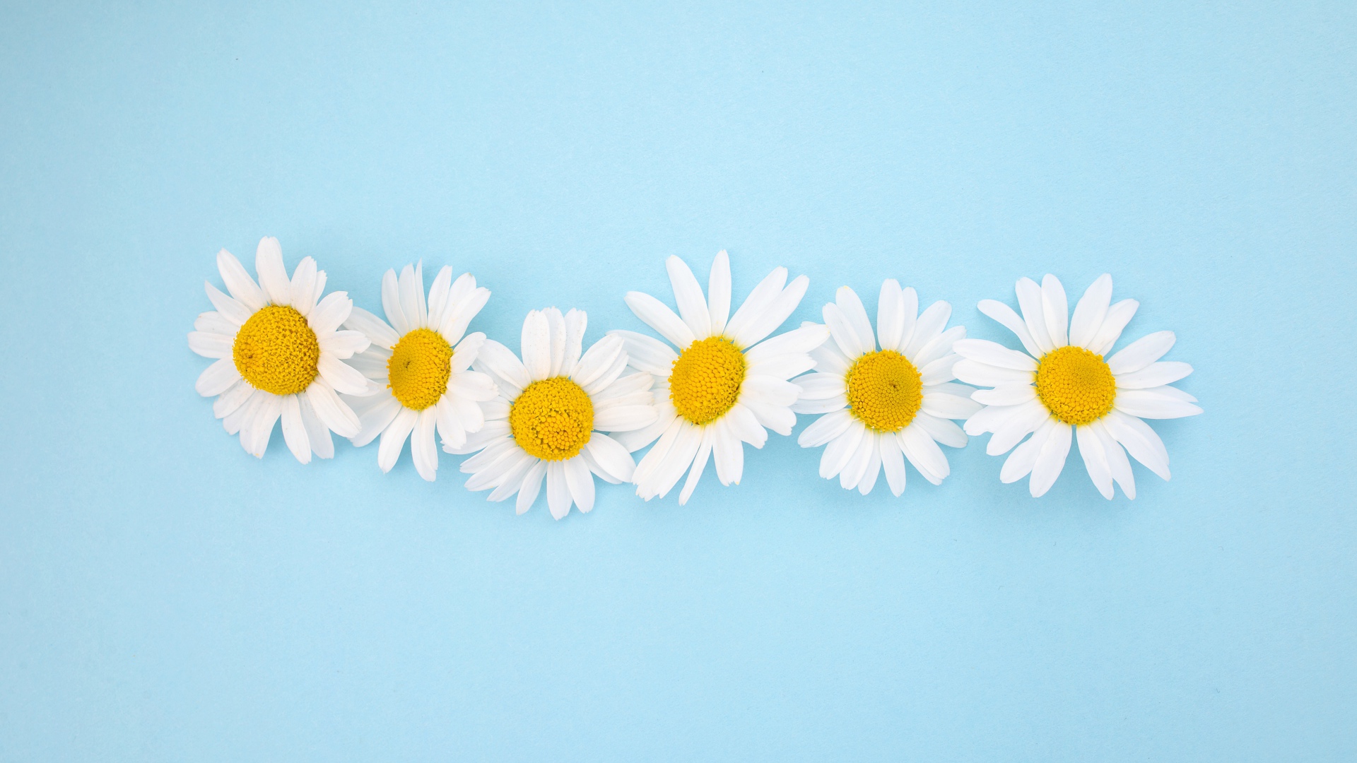 Белые ромашки с желтой серединкой на голубом фоне 
