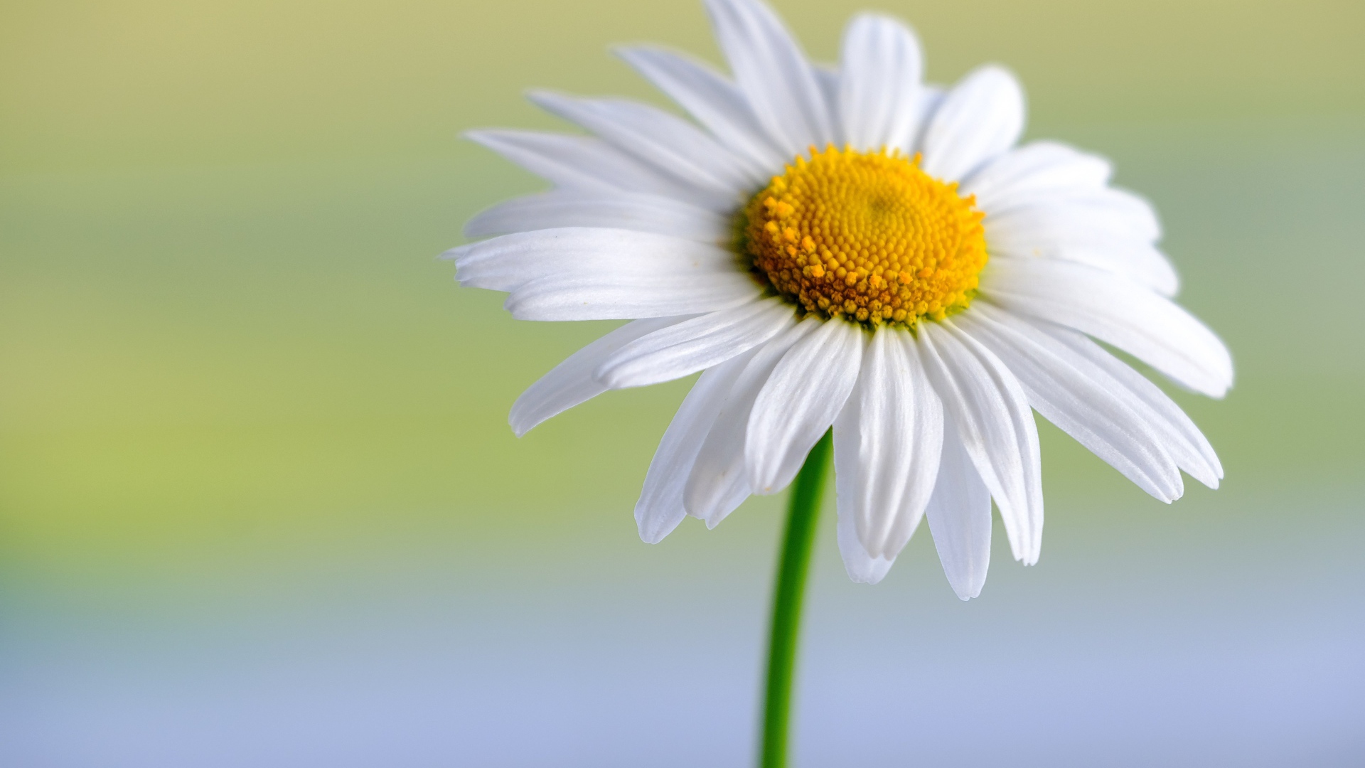 Белые нежные лепестки с желтой серединкой у цветка ромашки