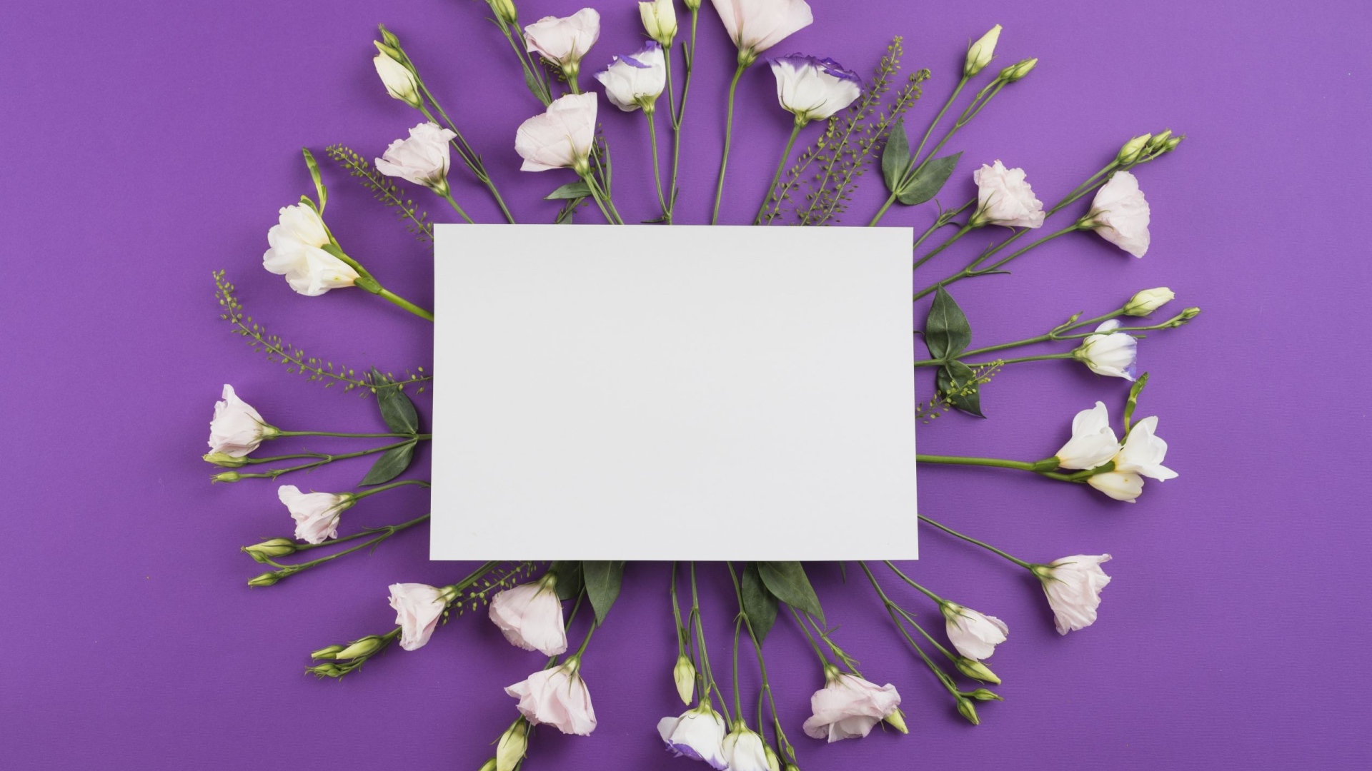 Белые цветы эустомы с белым листом на фиолетовом фоне