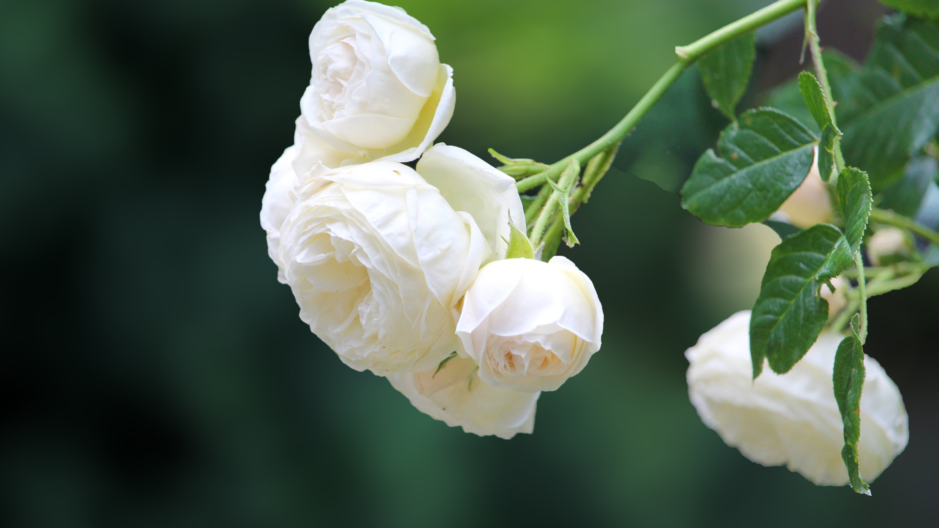 Белые цветы плетущейся розы