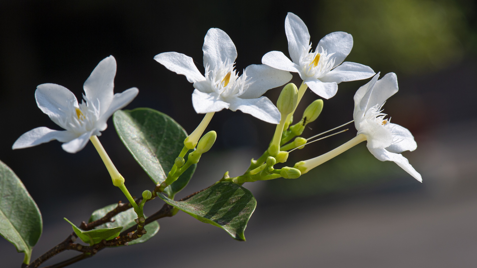 Белые цветы с бутонами и зелеными листьями на ветке 