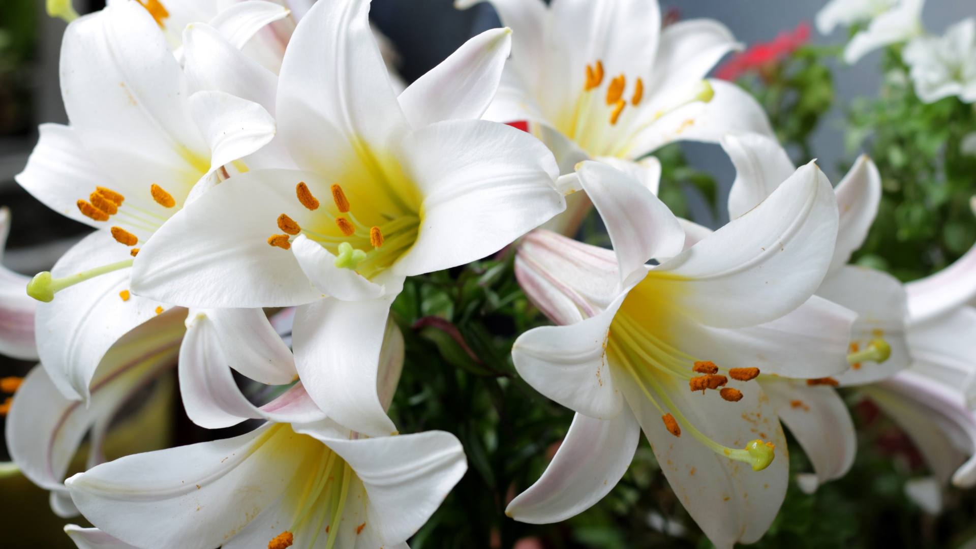 Белые садовые лилии в букете