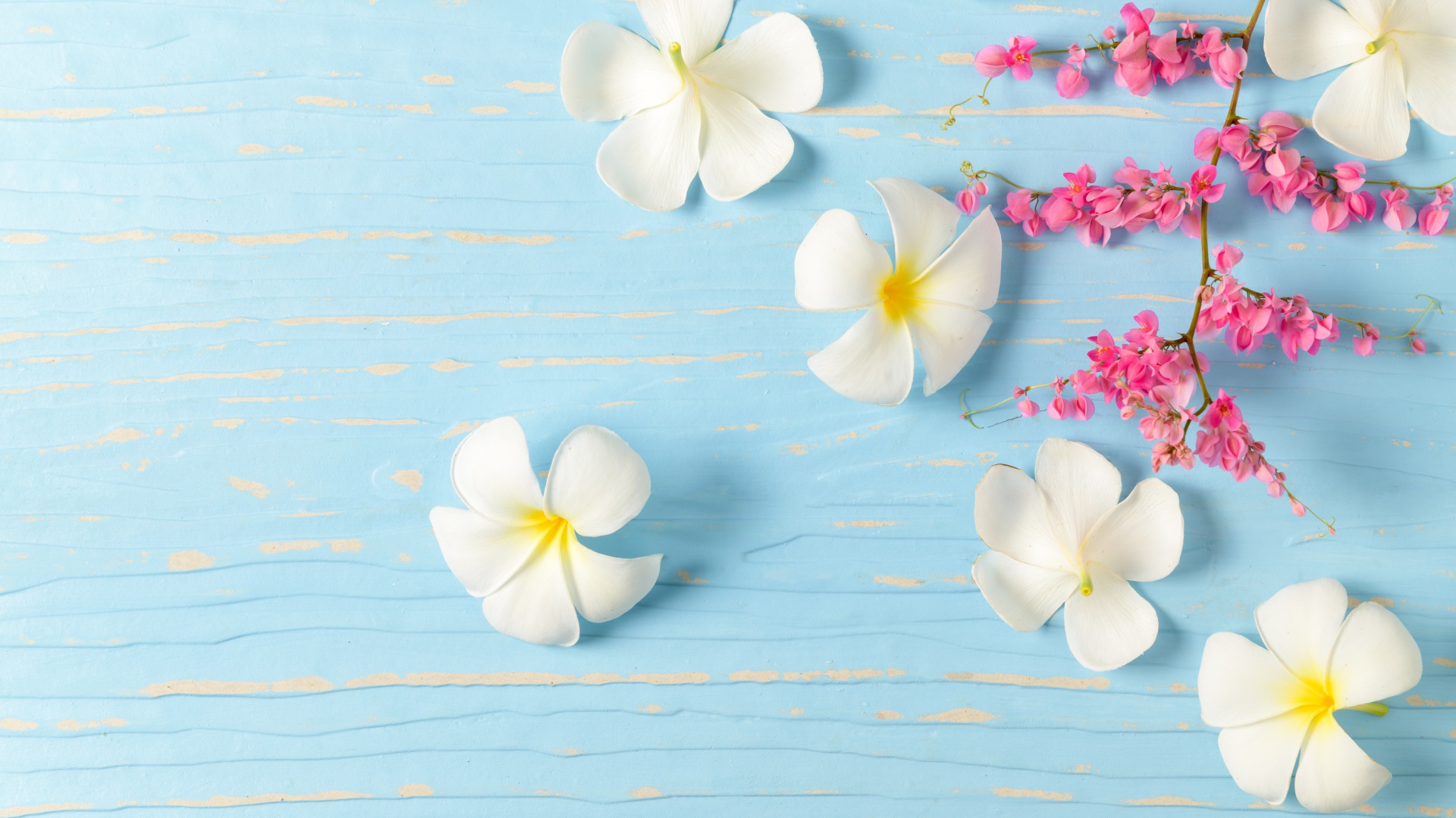 Белые цветы плюмерии на голубом фоне