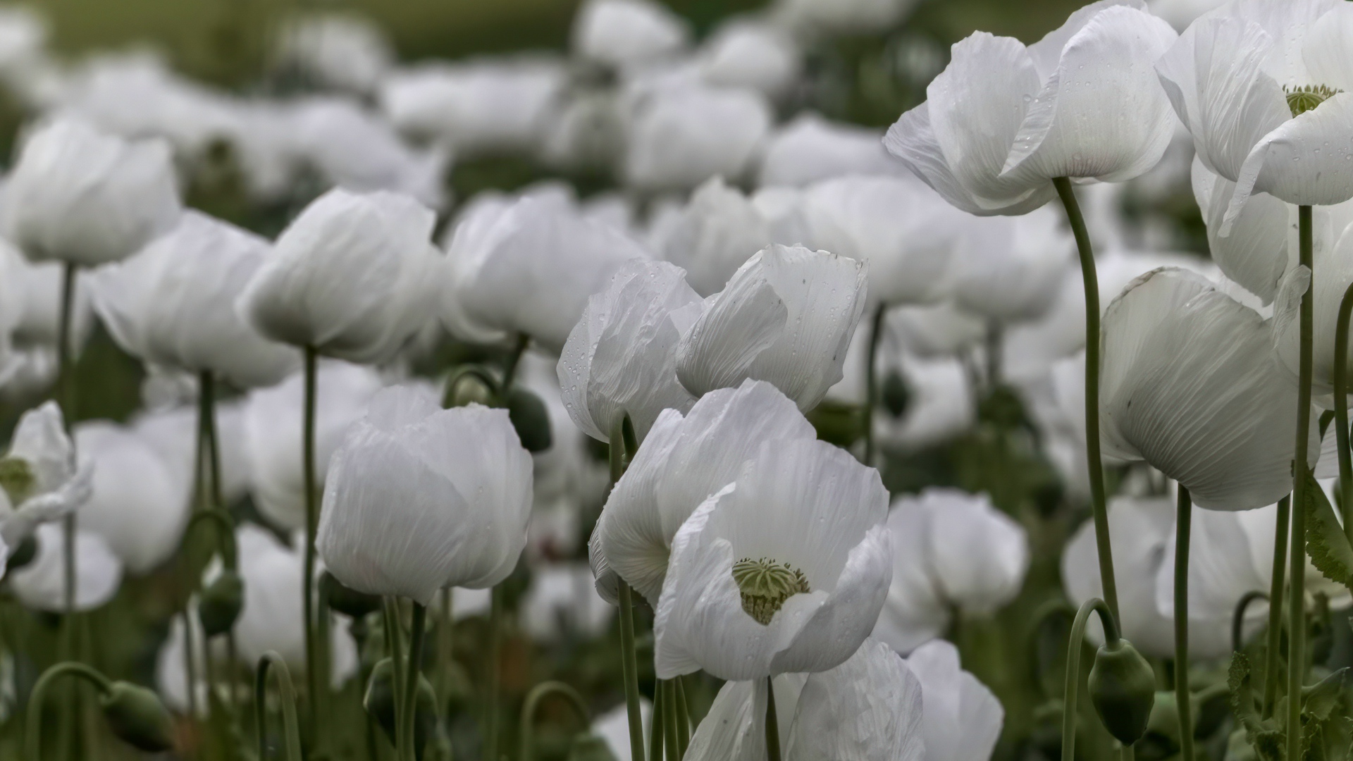 Белые маки с бутонами крупным планом
