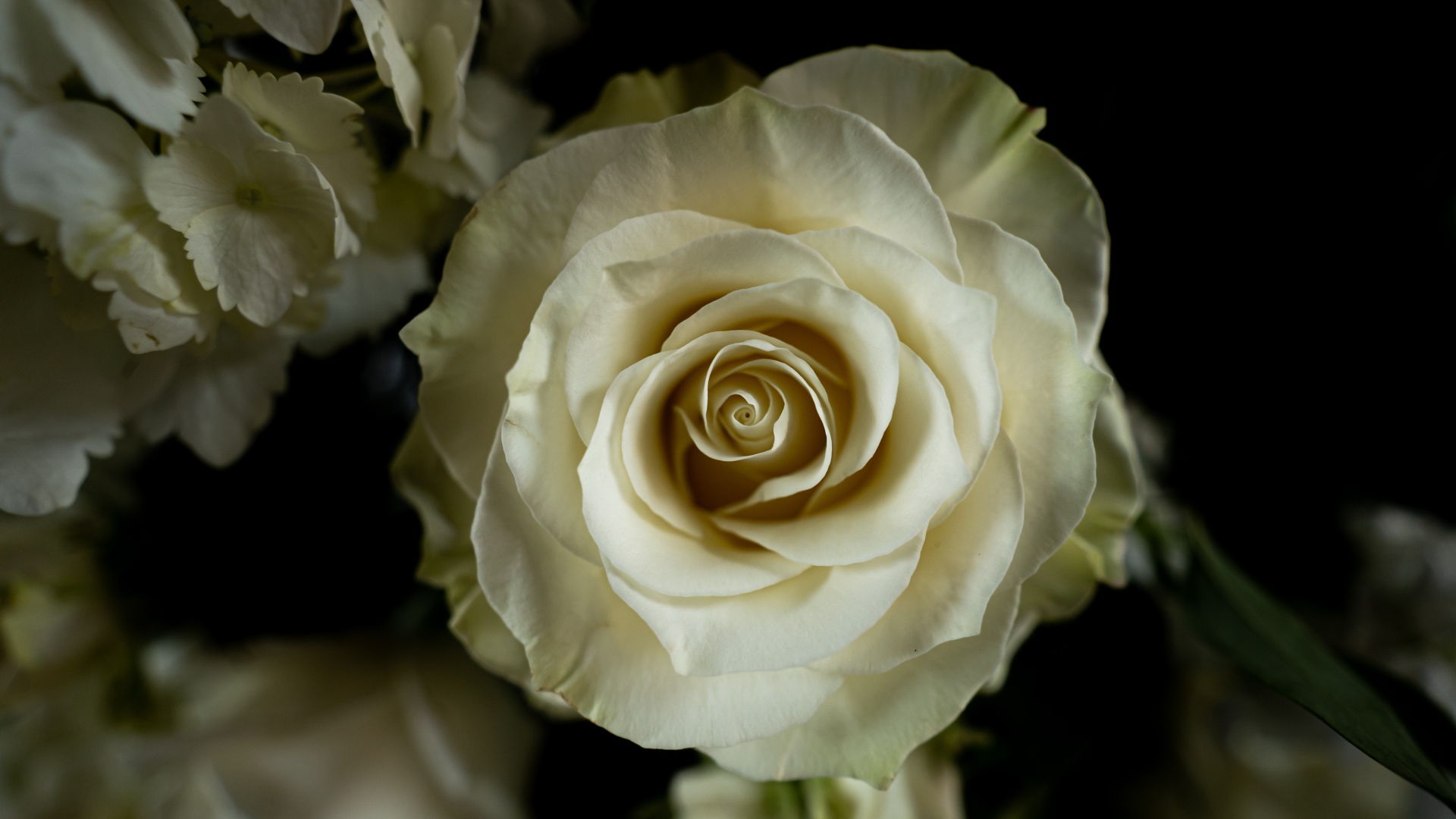 Белая роза с цветами  гортензии на черном фоне