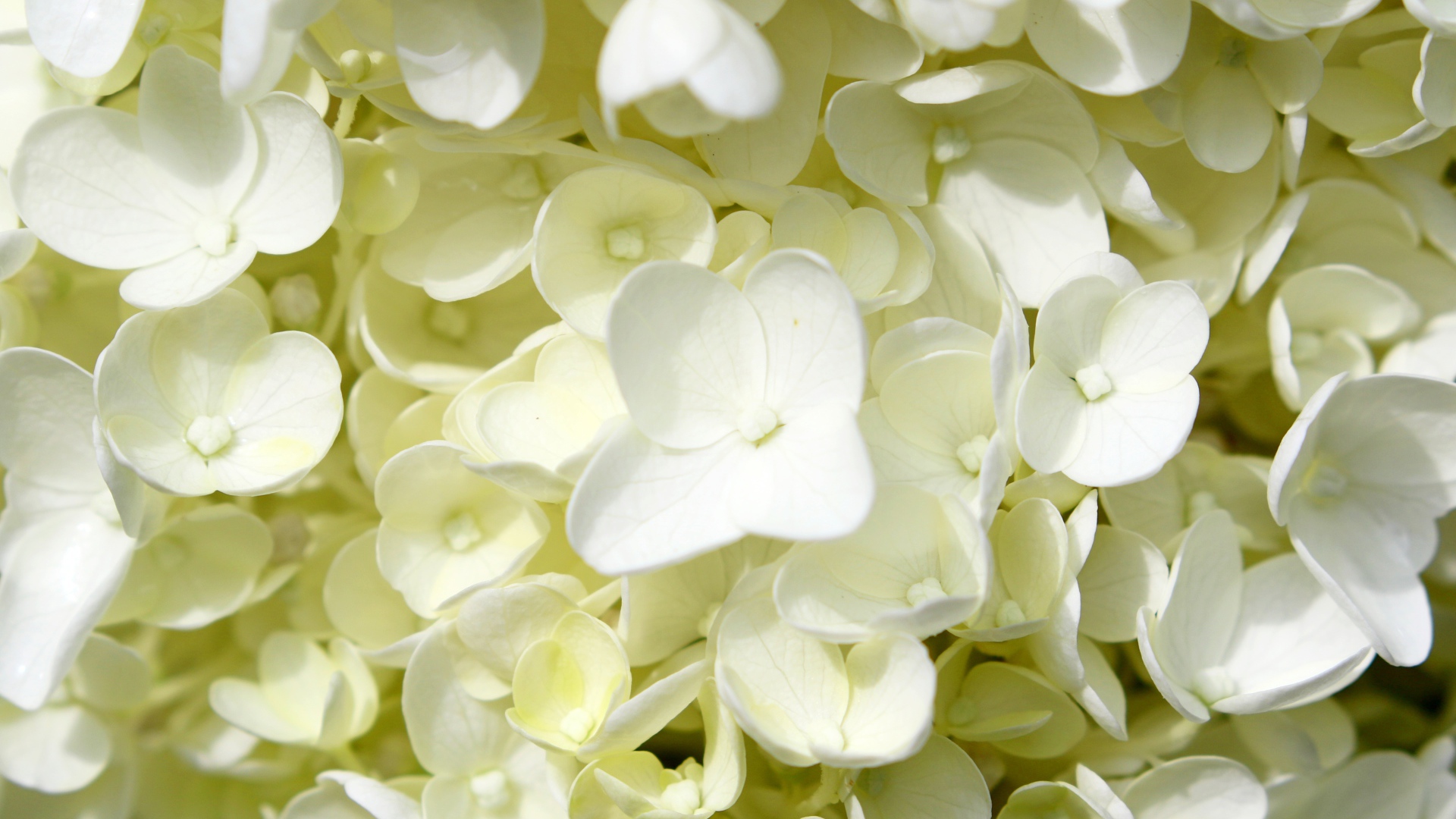 Белые мелкие цветы гортензии крупным планом