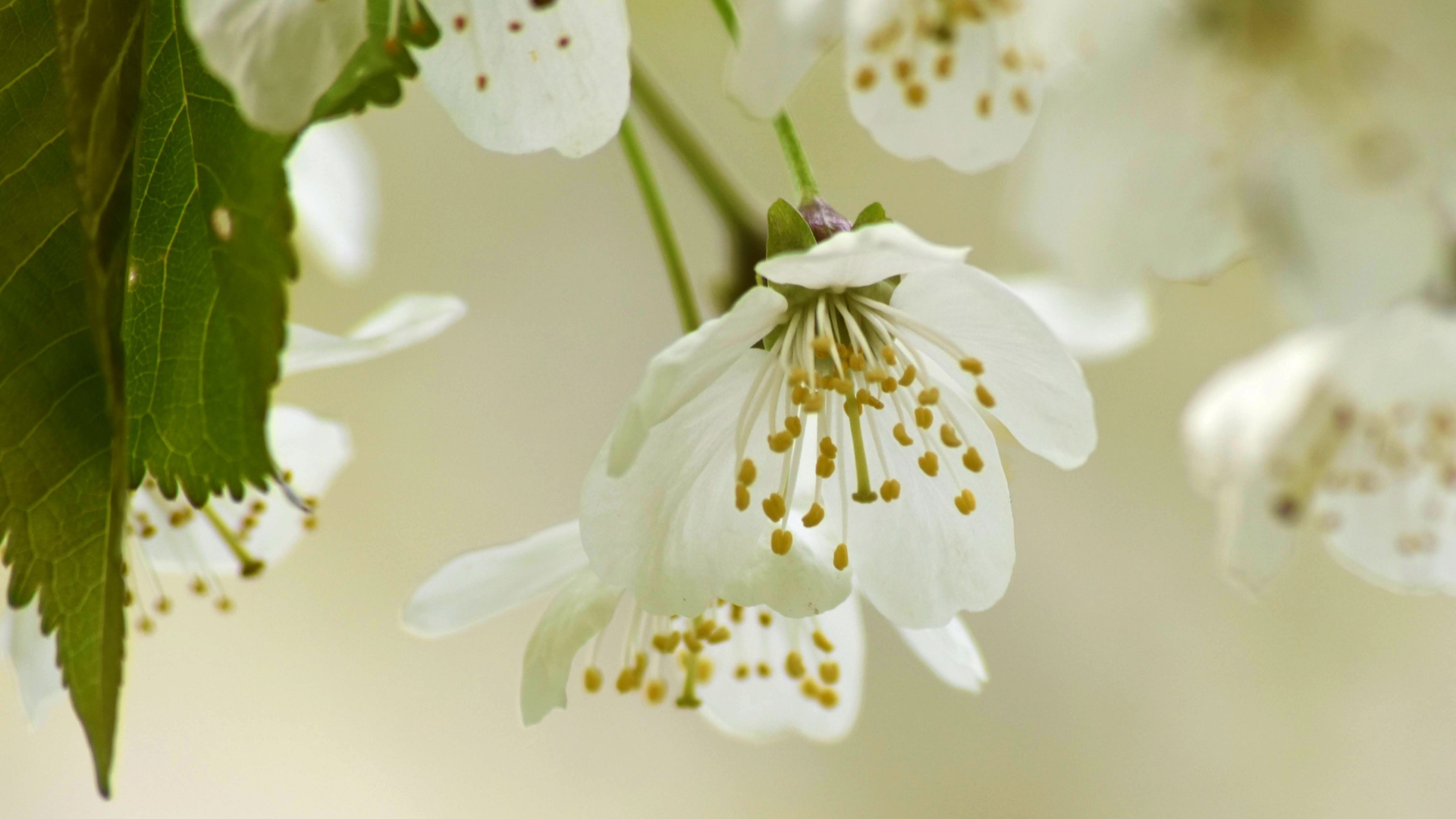 Белые весенние цветы вишни с зелеными листьями 