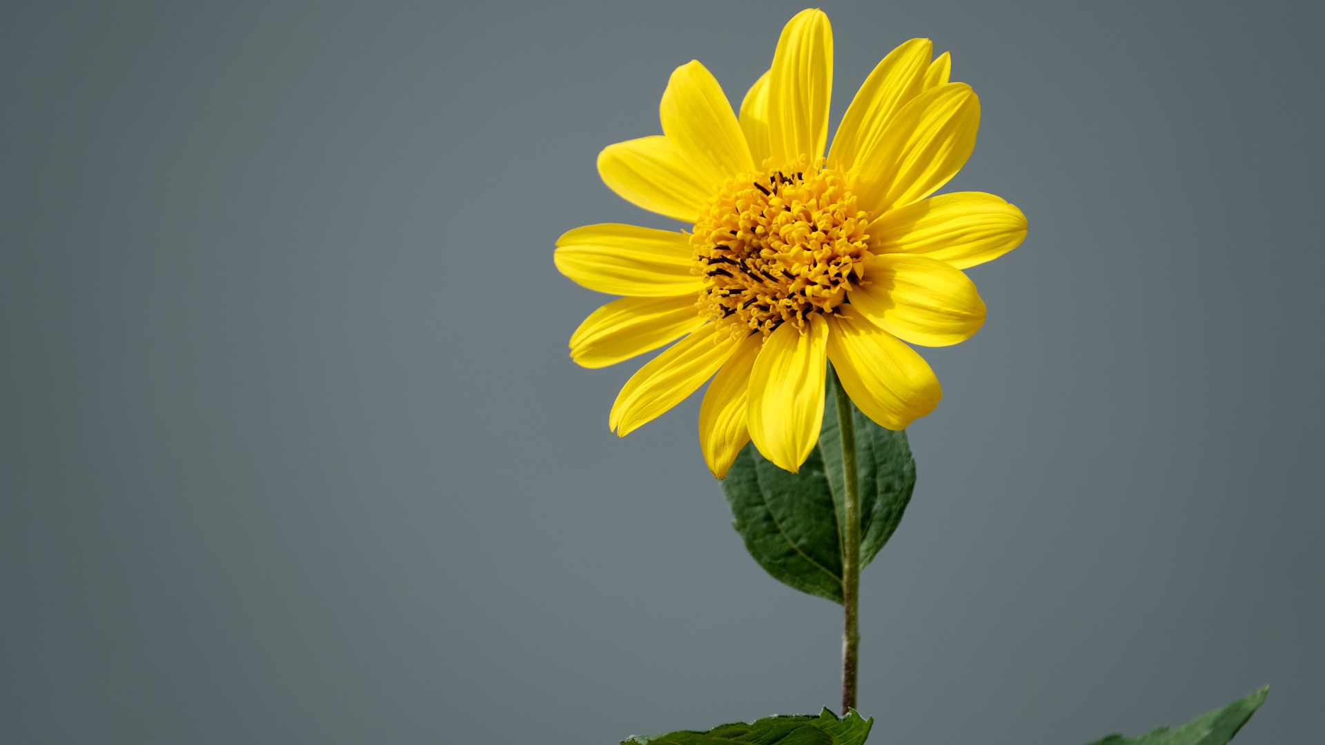 Желтый цветок топинамбура на сером фоне