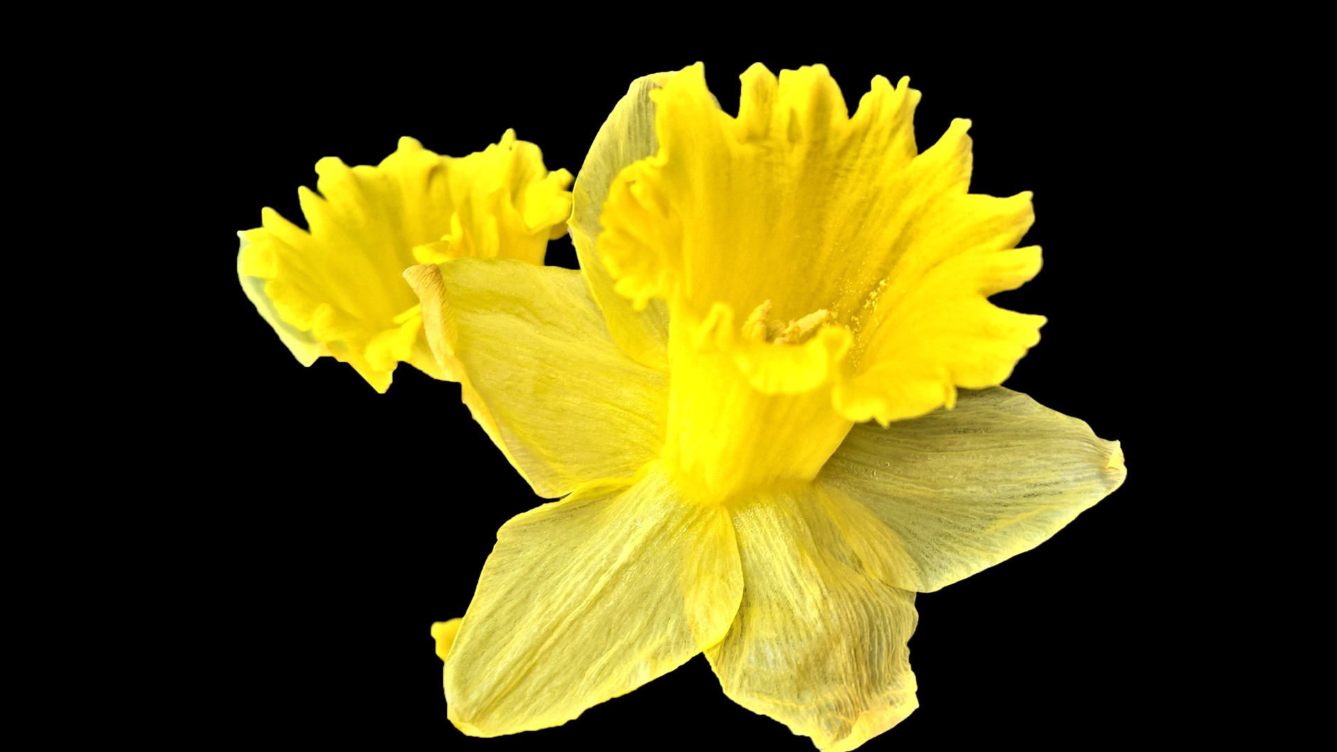 Желтый цветок нарцисса на черном фоне крупным планом