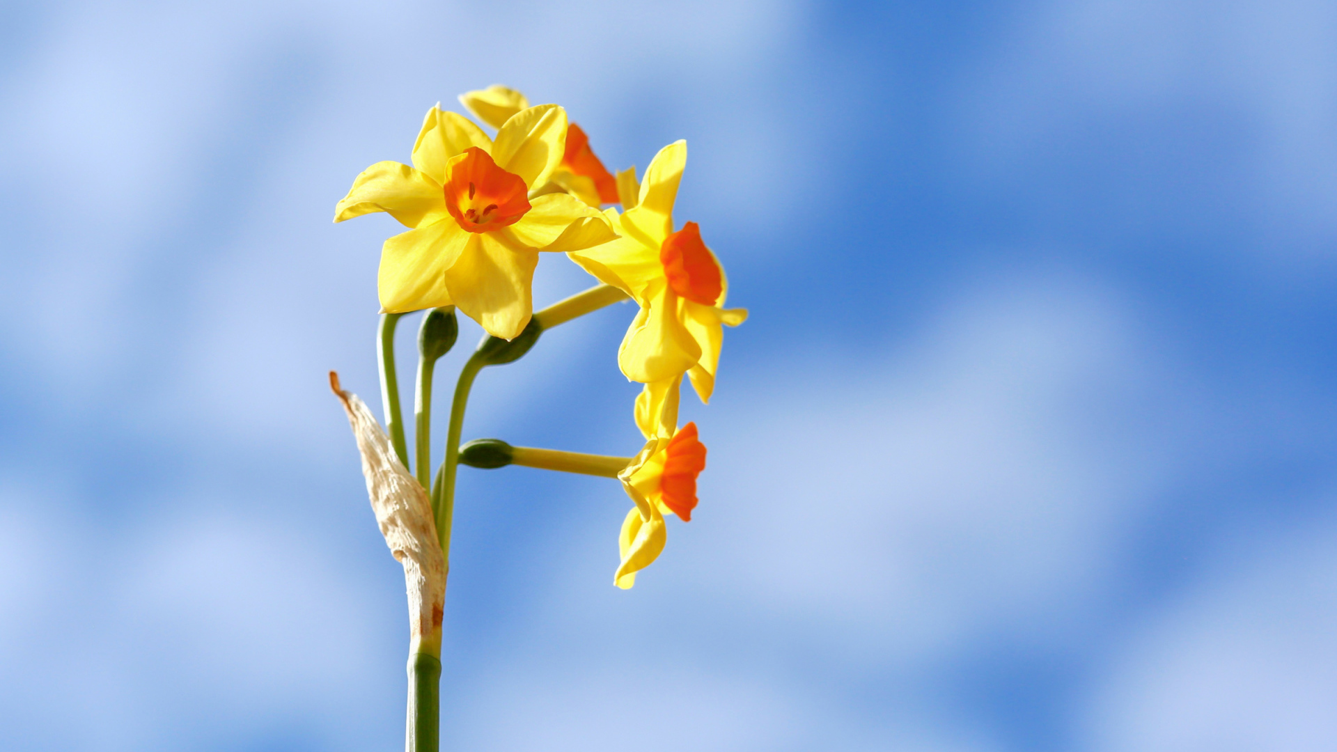 Желтые нарциссы на фоне голубого неба 